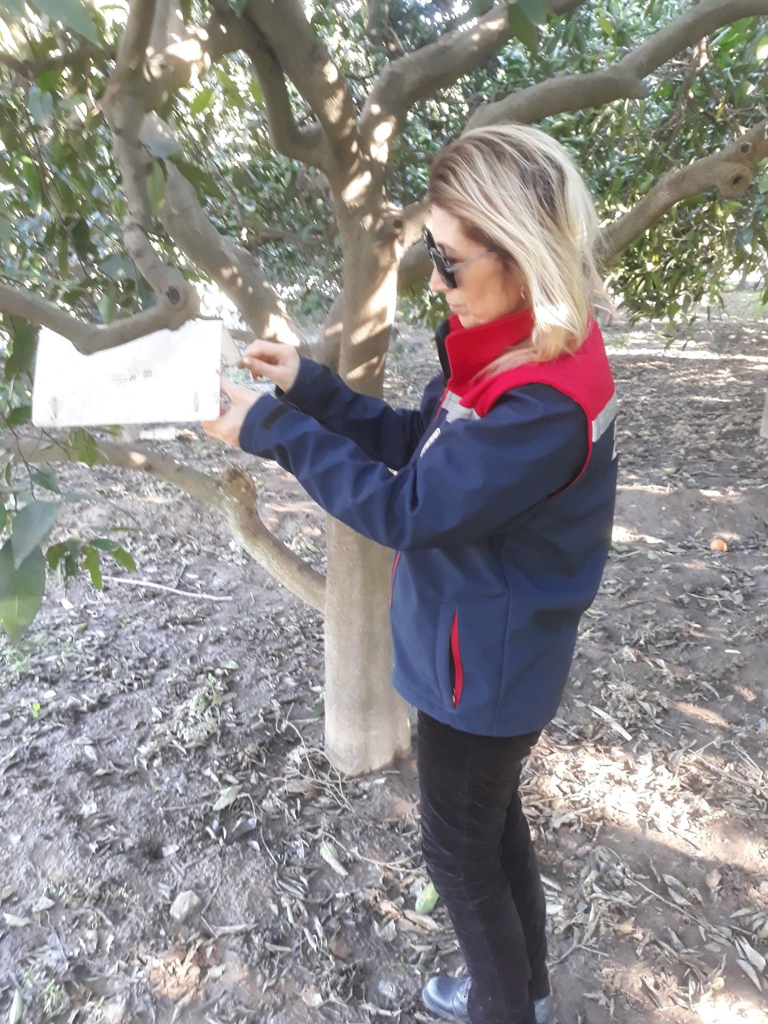 Akdeniz meyve sineğinde artış gözlemlenmedi