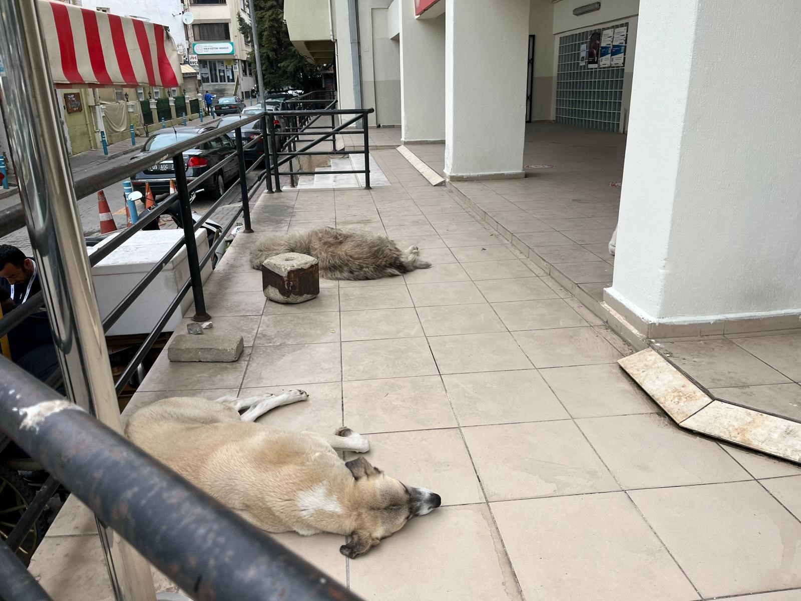 Aydın'da 48 bin hayvan kimliklendirildi