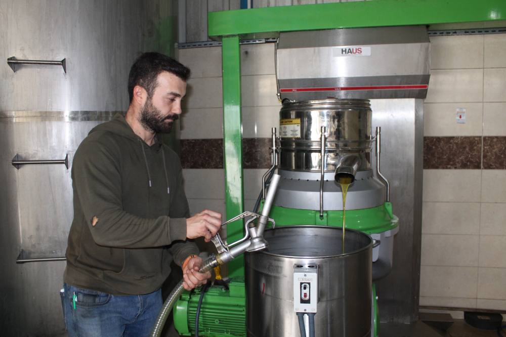 Aydın'da zeytinin yağa dönüşüm yolculuğu başladı