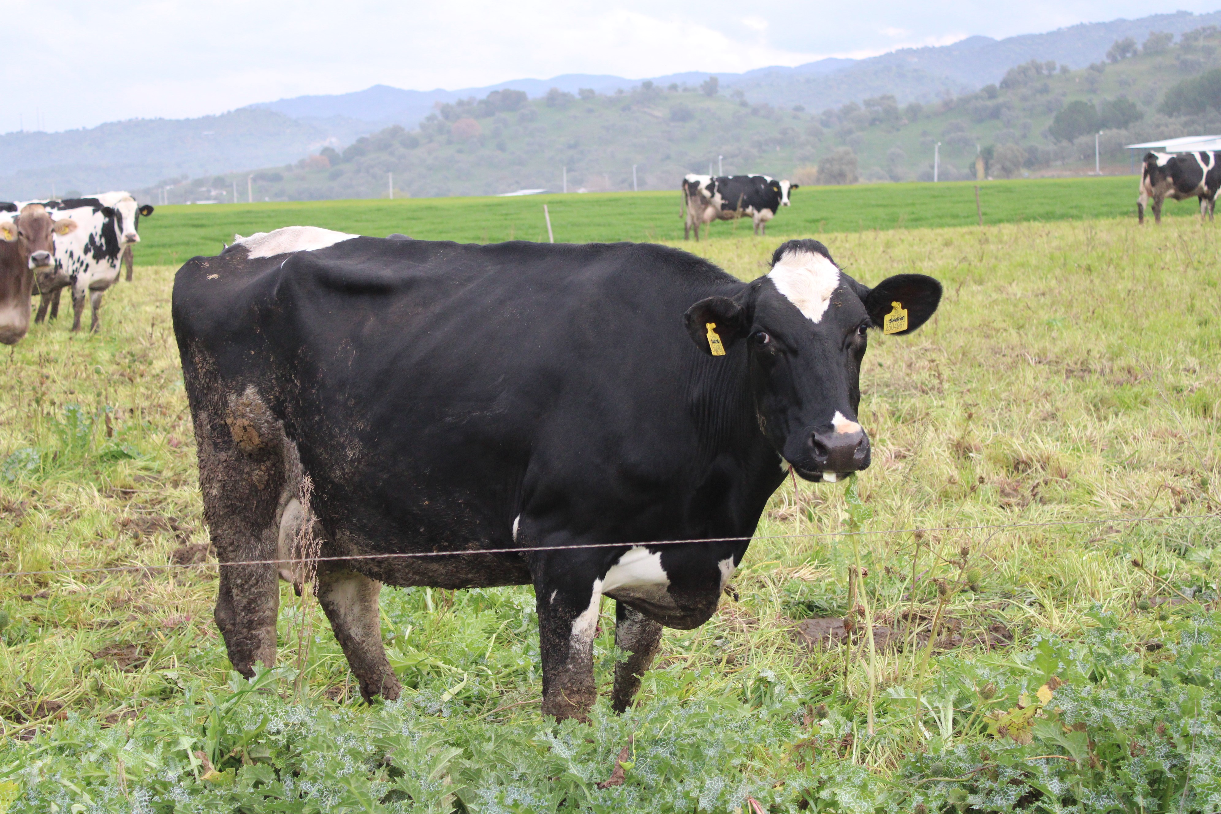 Doğuda kar, Aydın’da bahar