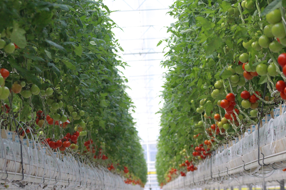 Aydın’da 1 yılda 146 bin ton domates üretildi