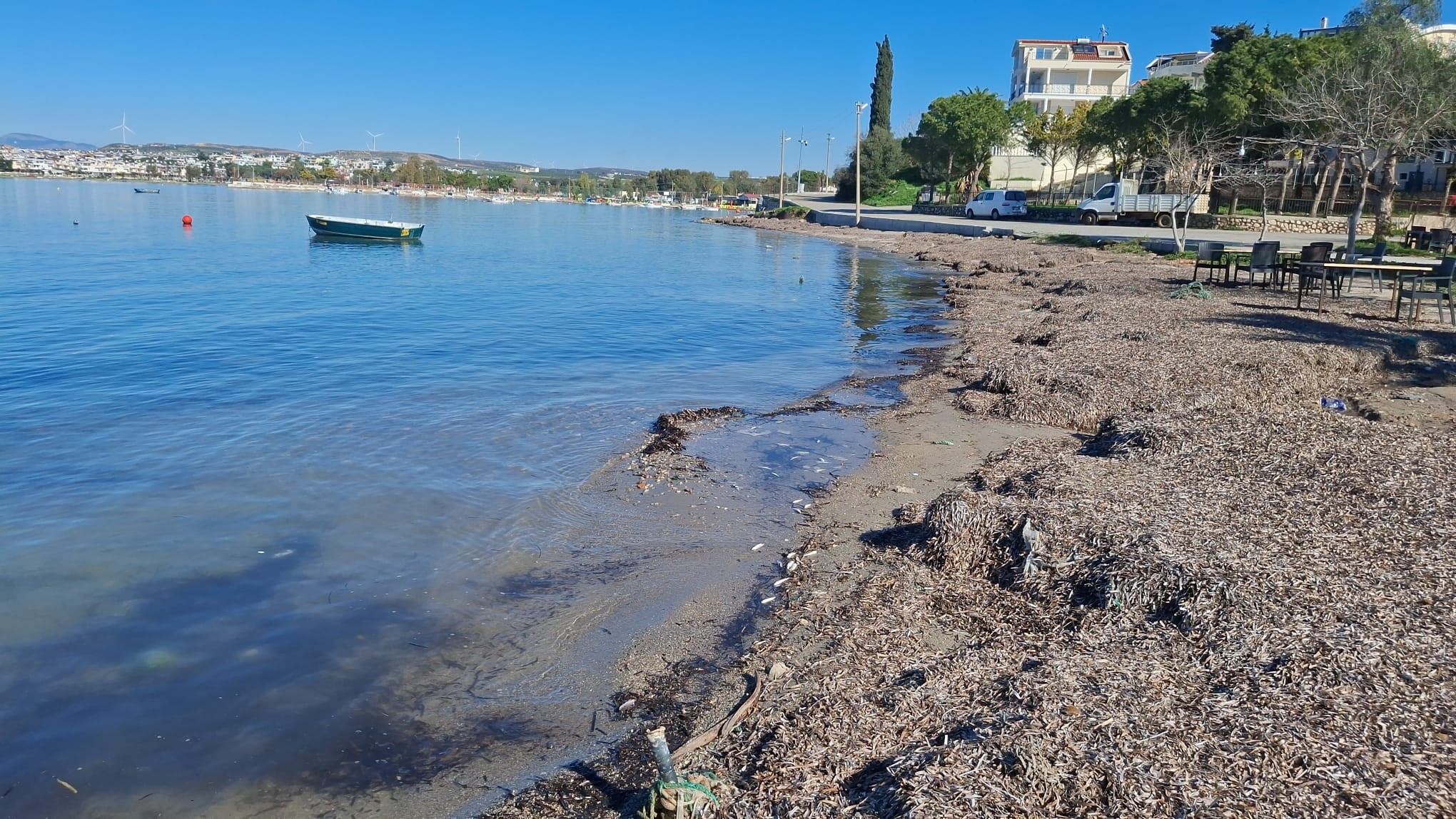 Aydın'da ölü balıklar yine kıyıya vurdu