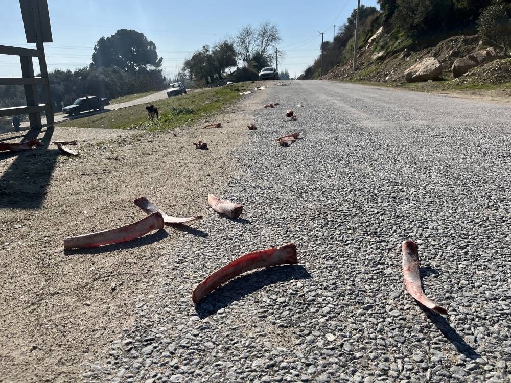 Sokak hayvanları için yollara bırakılan yiyecekler sağlığı tehdit ediyor