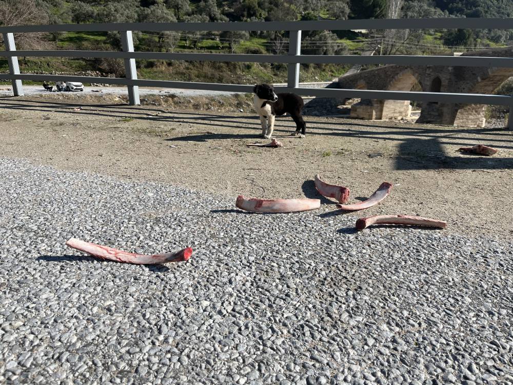 Sokak hayvanları için yollara bırakılan yiyecekler sağlığı tehdit ediyor