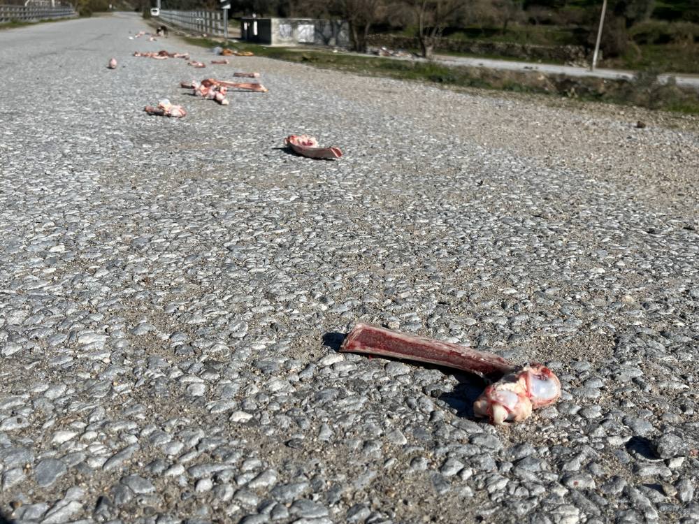 Sokak hayvanları için yollara bırakılan yiyecekler sağlığı tehdit ediyor