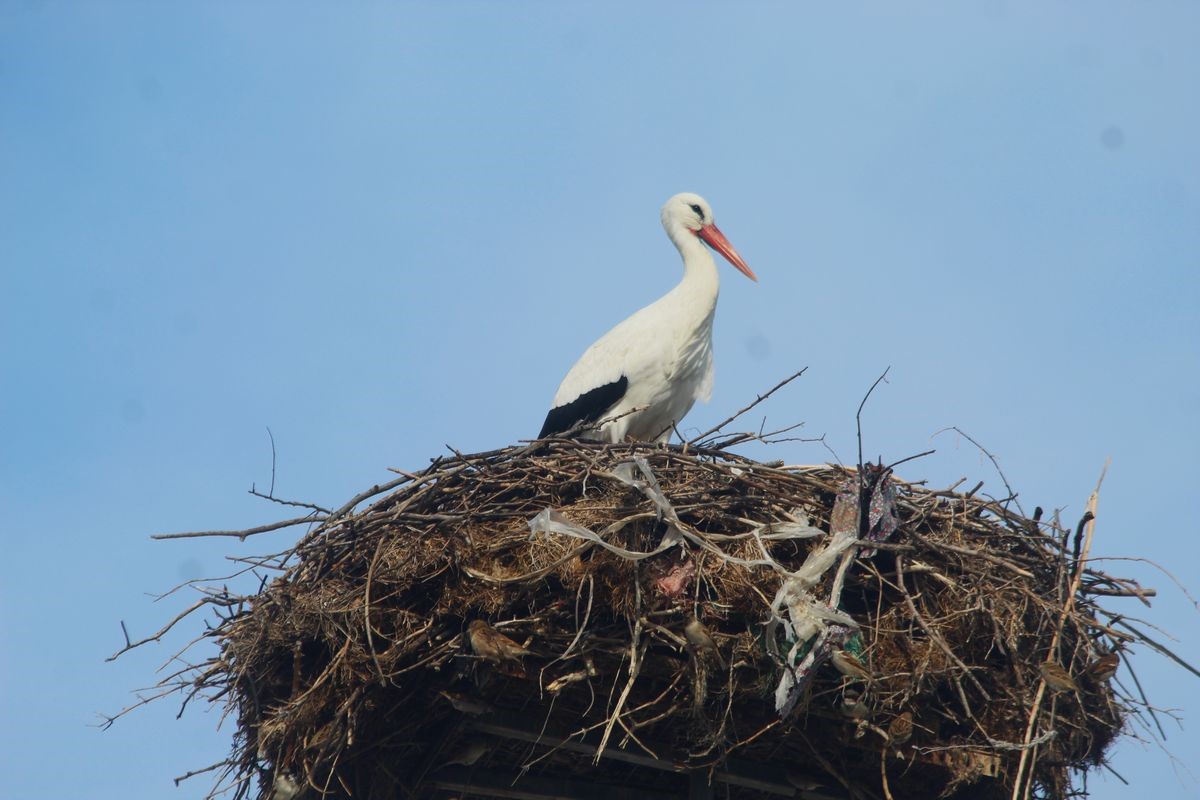 Yılın ilk leyleği yuvasına kondu