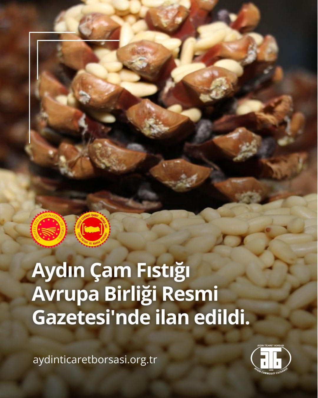 ATB tarafından başvurusu yapılan Aydın Çam Fıstığı Avrupa Birliği’nde ilan edildi