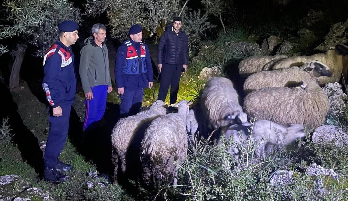 Kaybolan hayvanları jandarma buldu