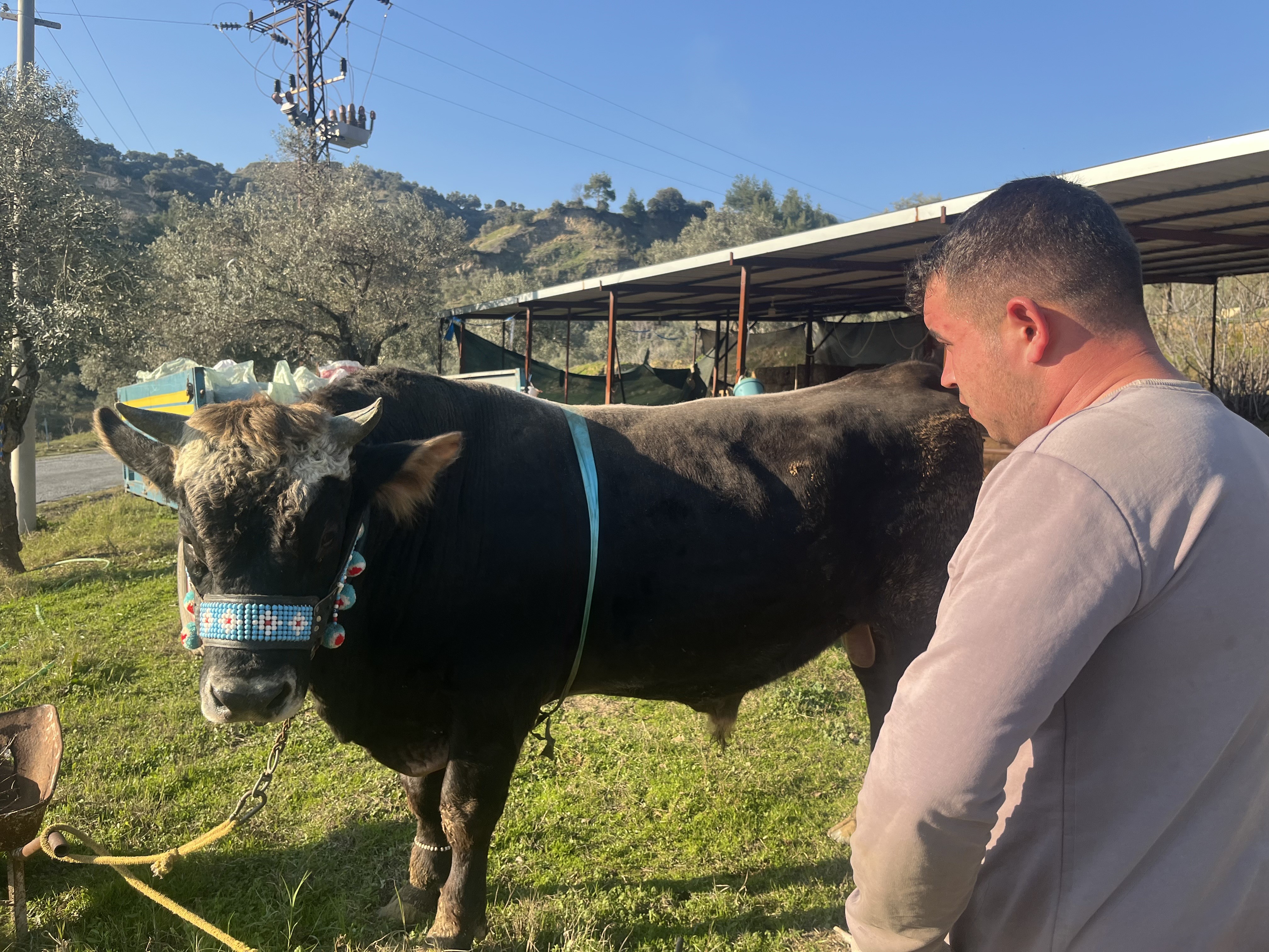 Karizma adlı boğasını Nisan ayındaki güreşlere hazırlıyor