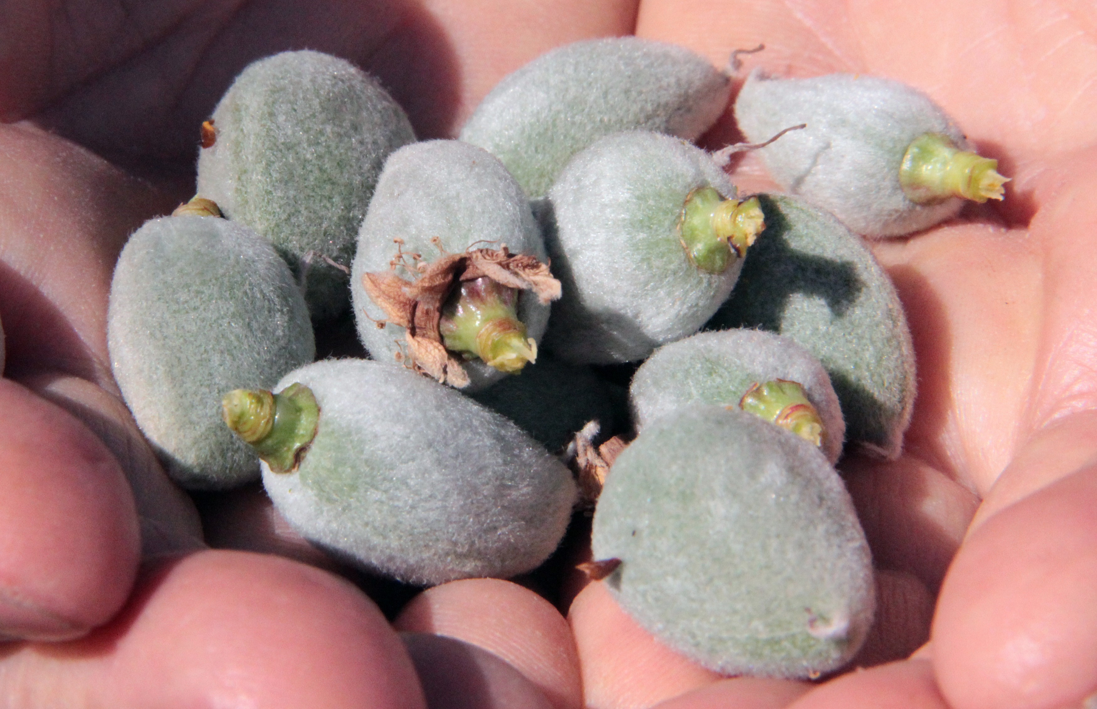 Mevsimin ilk çağlası çıktı