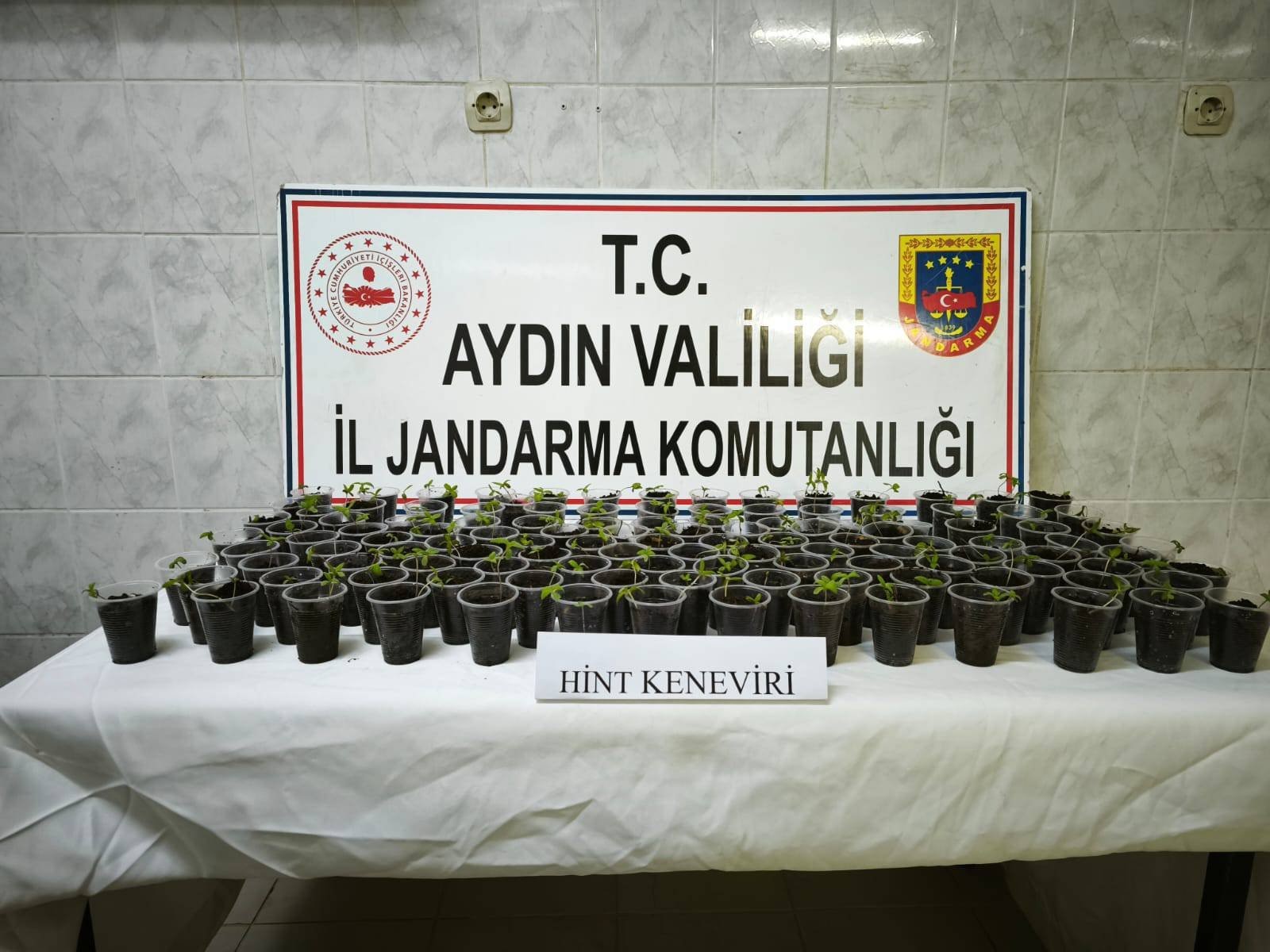 130 adet saksıya ekilmiş Hint keneviri ele geçirildi