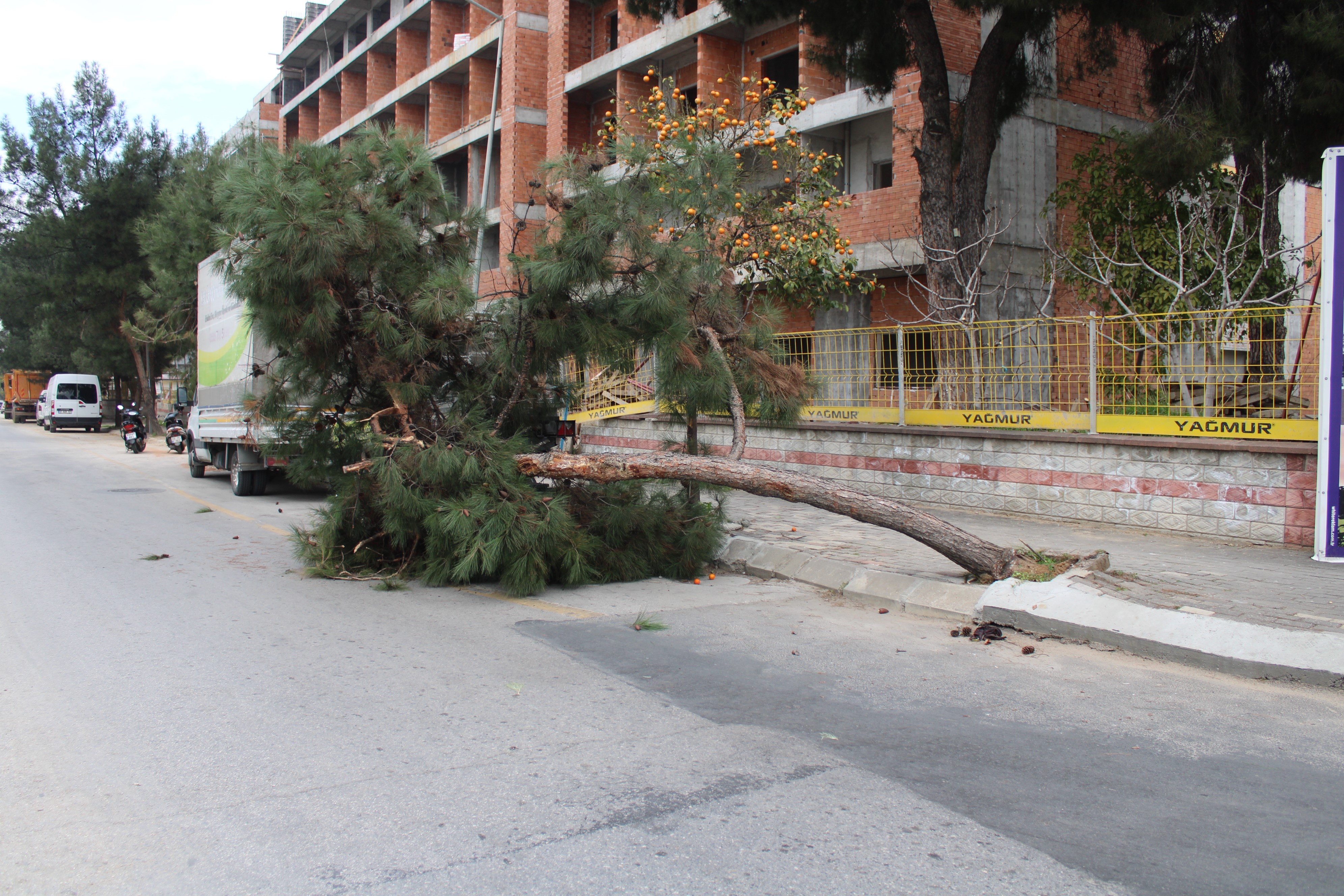 Devrilen ağaç yolu trafiğe kapattı
