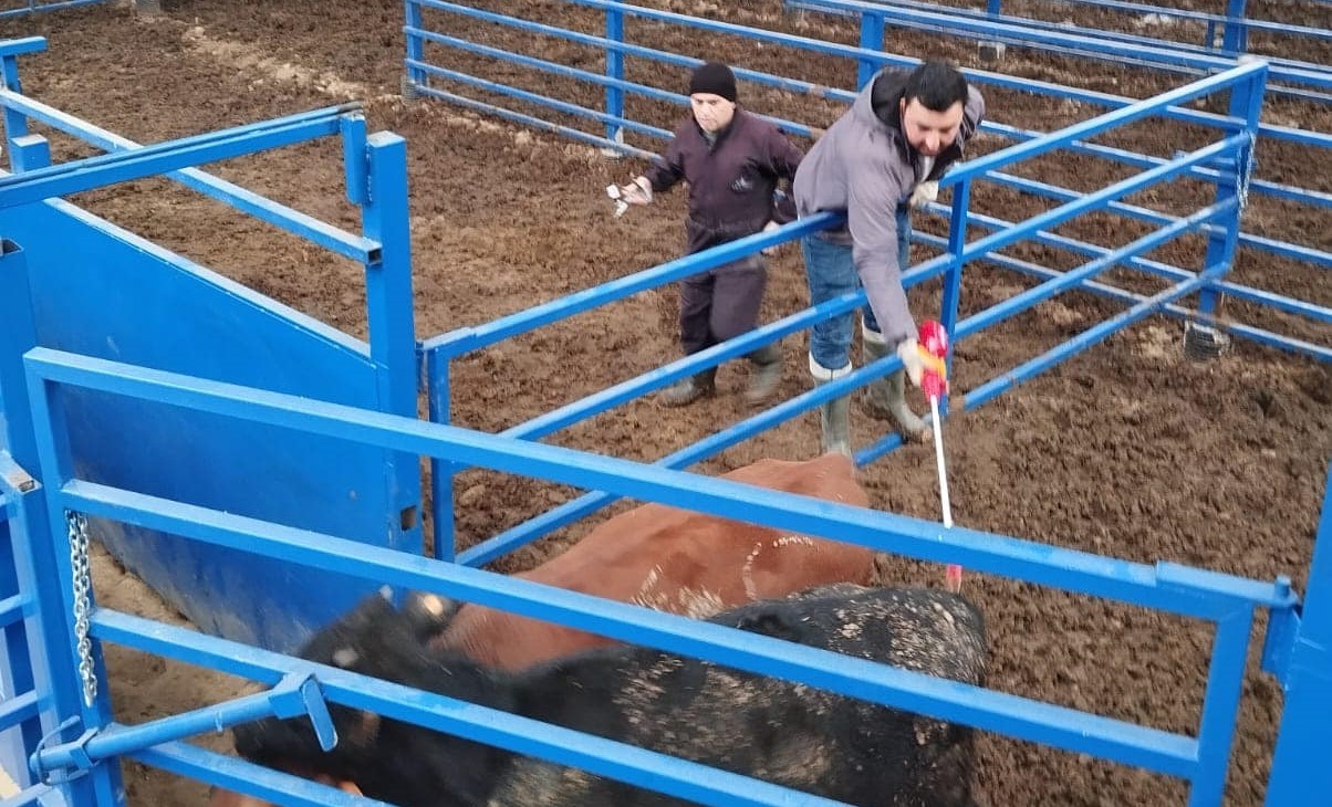 Besilik hayvan denetimi ve şap aşılaması