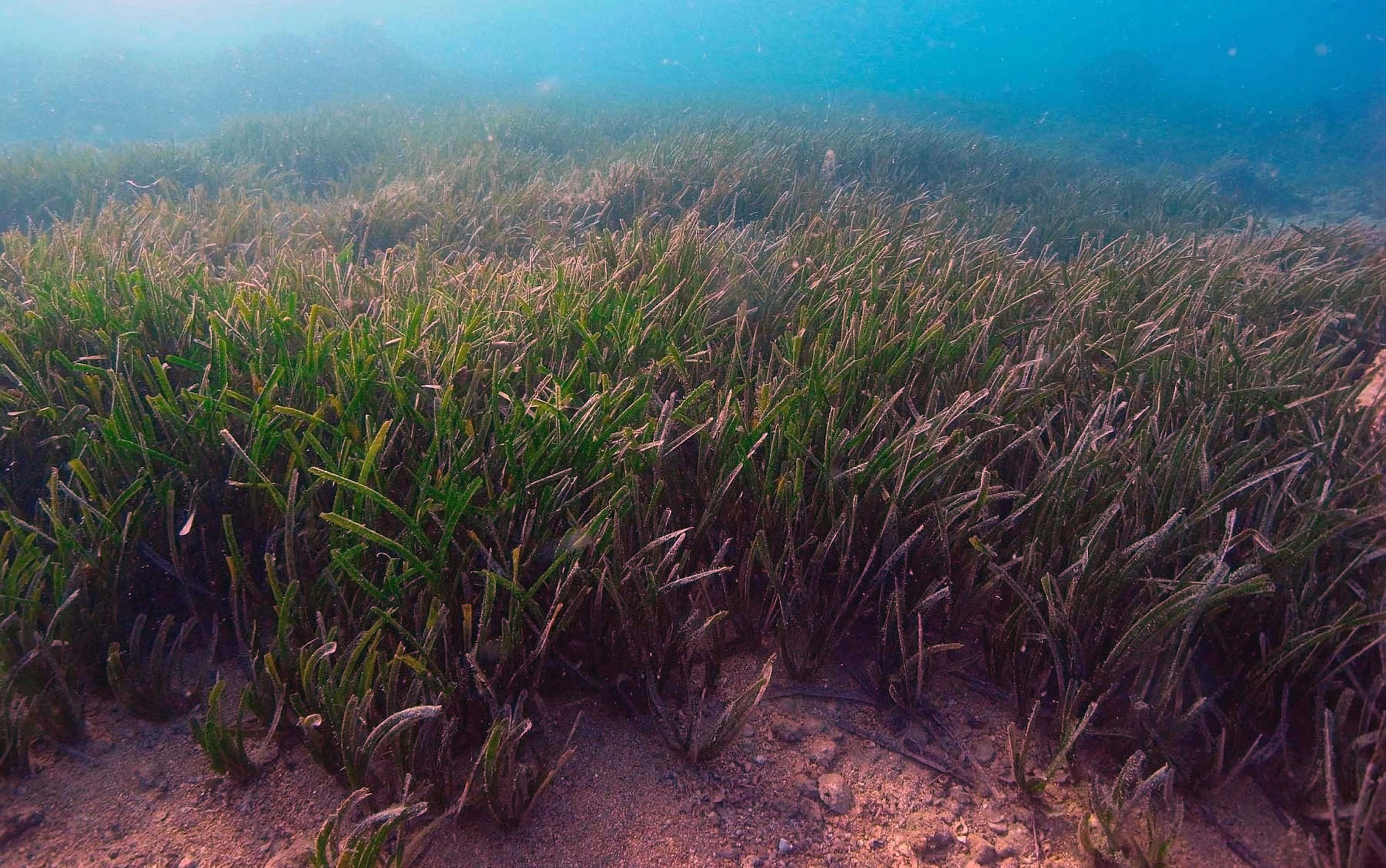 Denizin akciğerleri tehlike altında