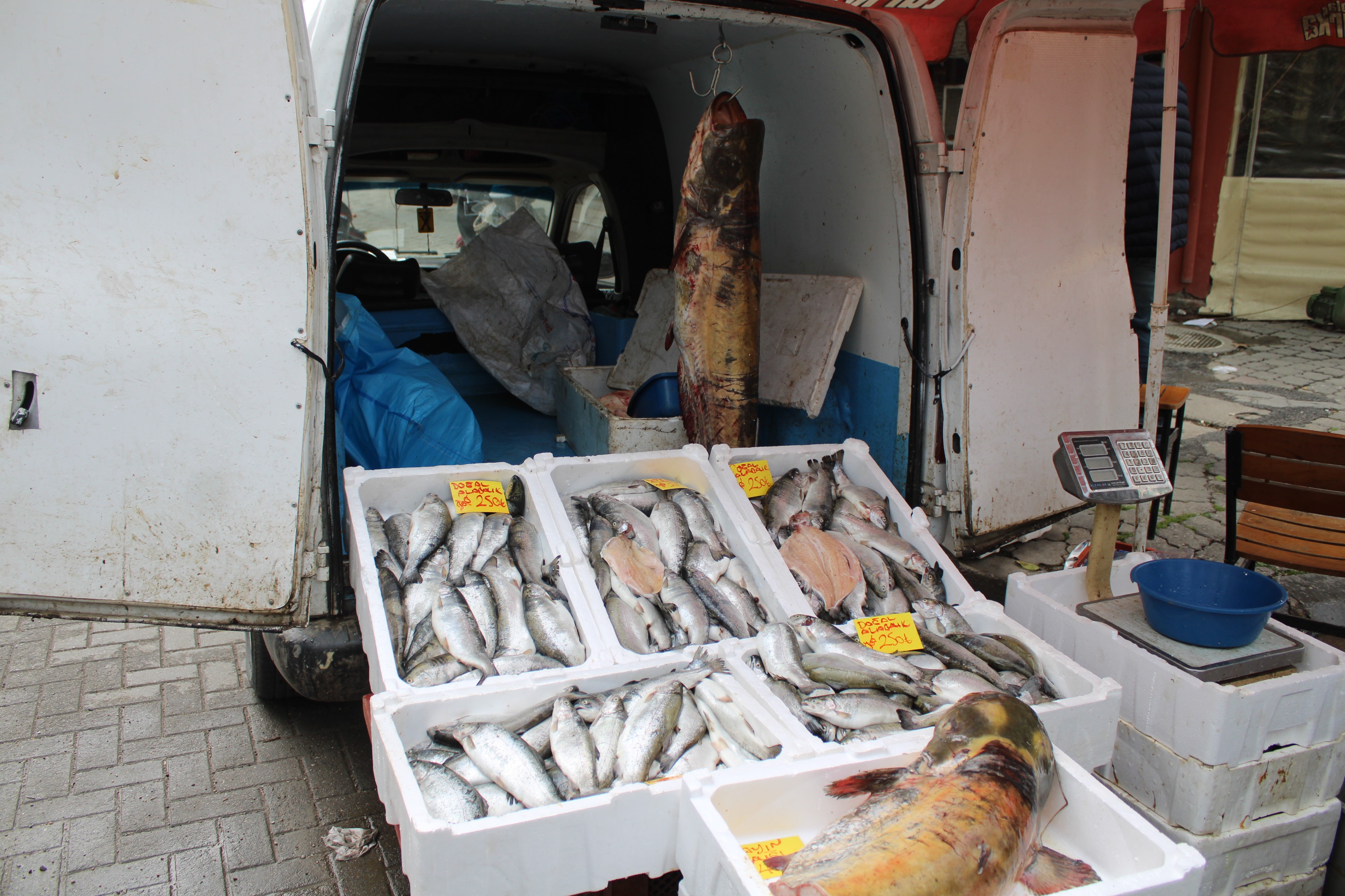 Kuraklık, barajlardaki balık popülasyonunu etkiledi