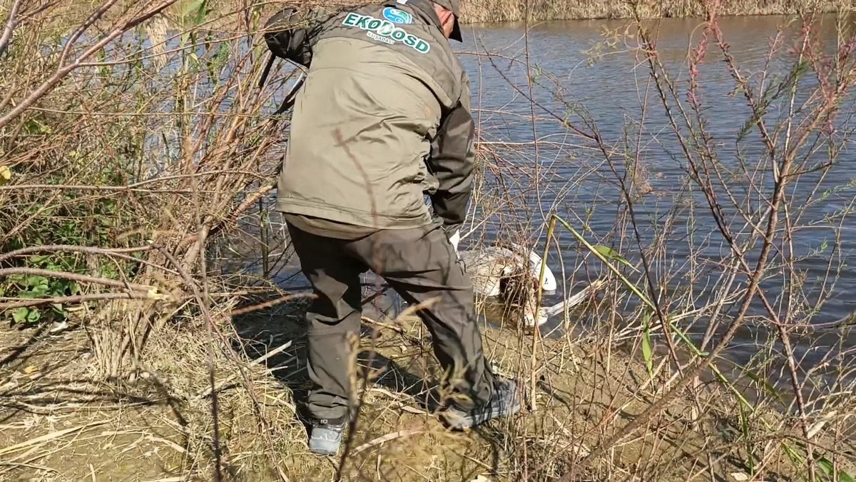 Nesli tehlike altında olan tepeli pelikan vurulmuş halde bulundu