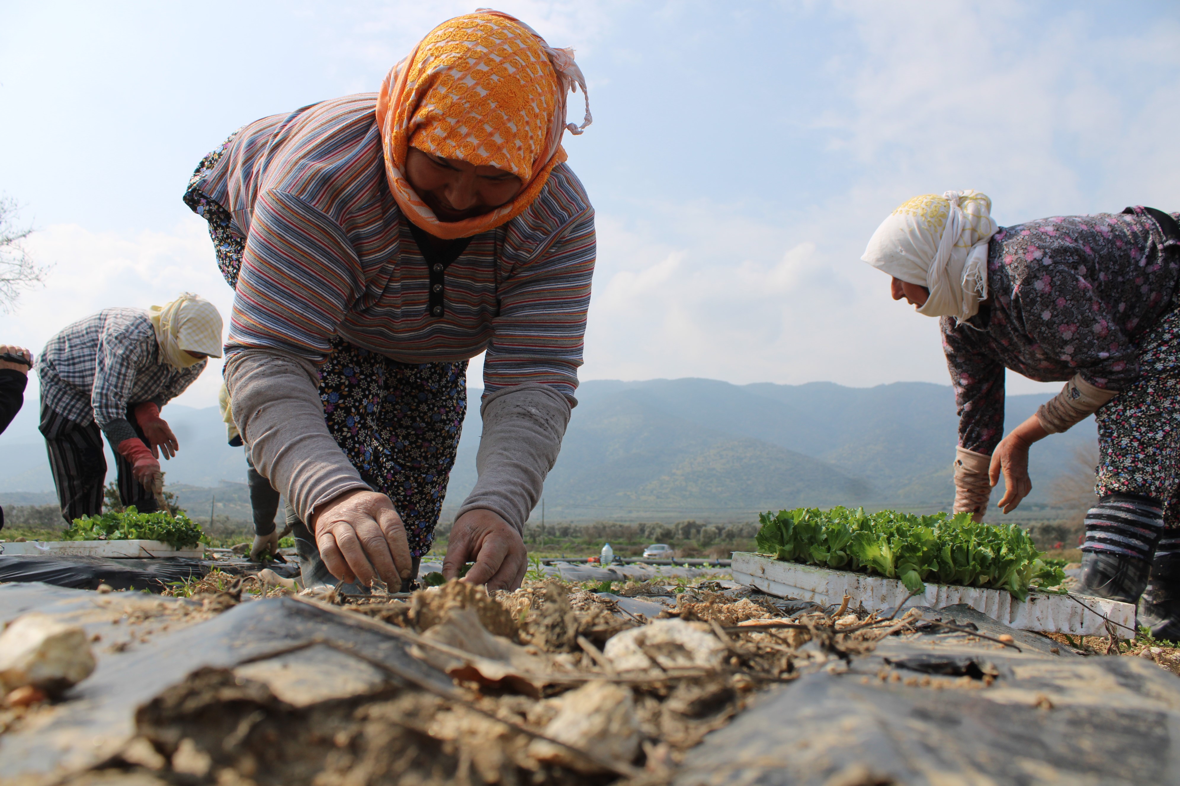 Aydın'da yaz marulları toprakla buluştu