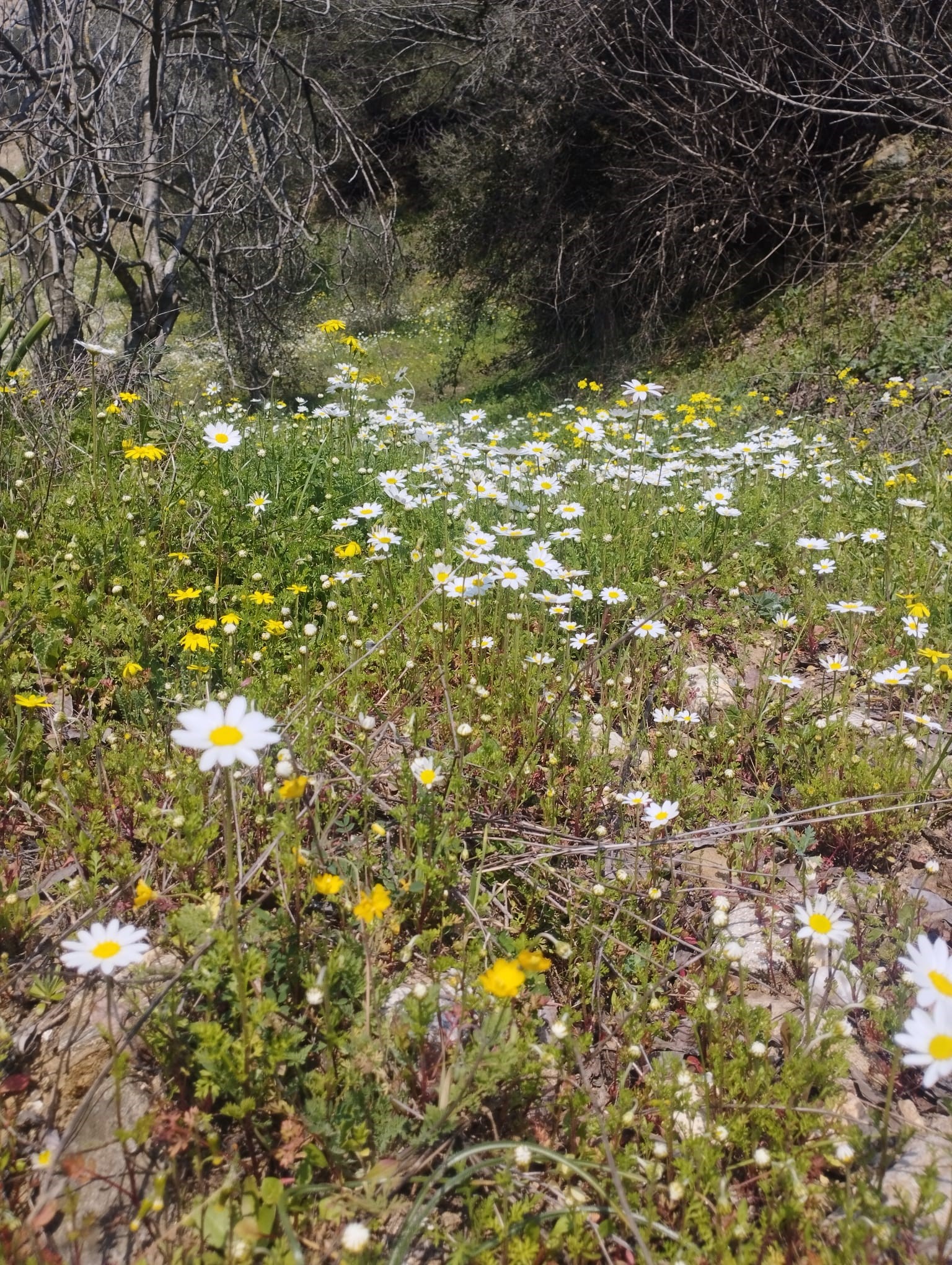 Aydın'ın acı otu kedirgen ve sarmaşıklar yüzünü gösterdi