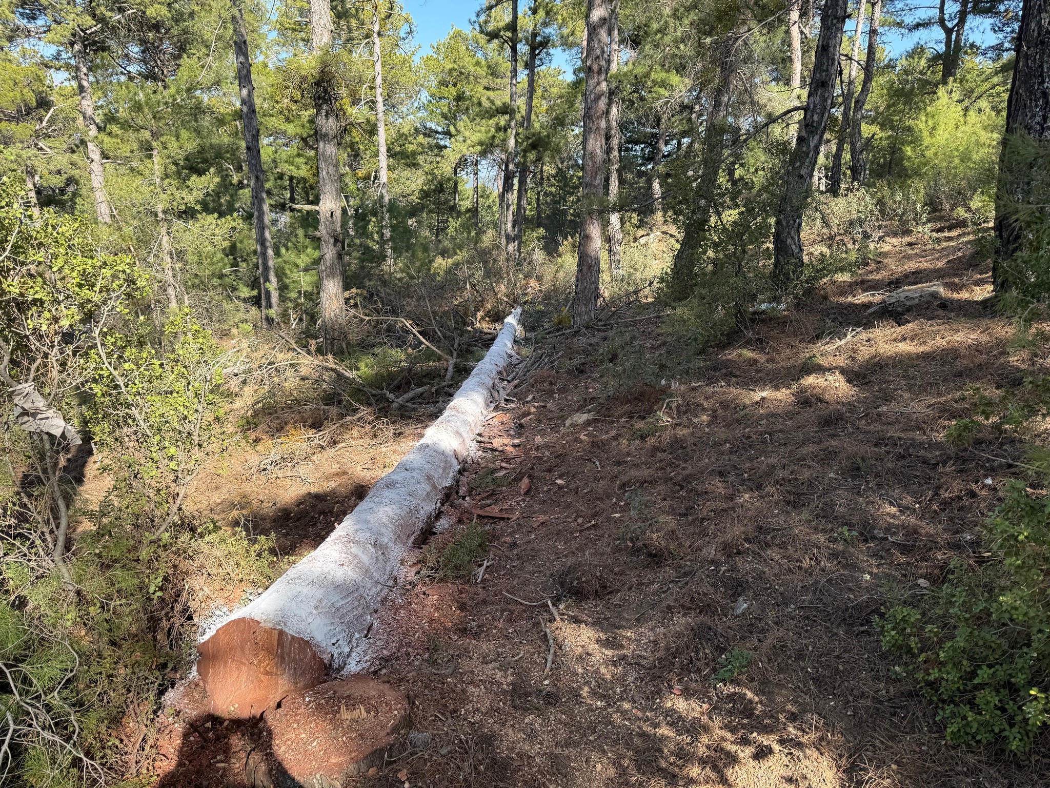 Akdeniz Kabuk Böceği'yle mücadele yapılıyor