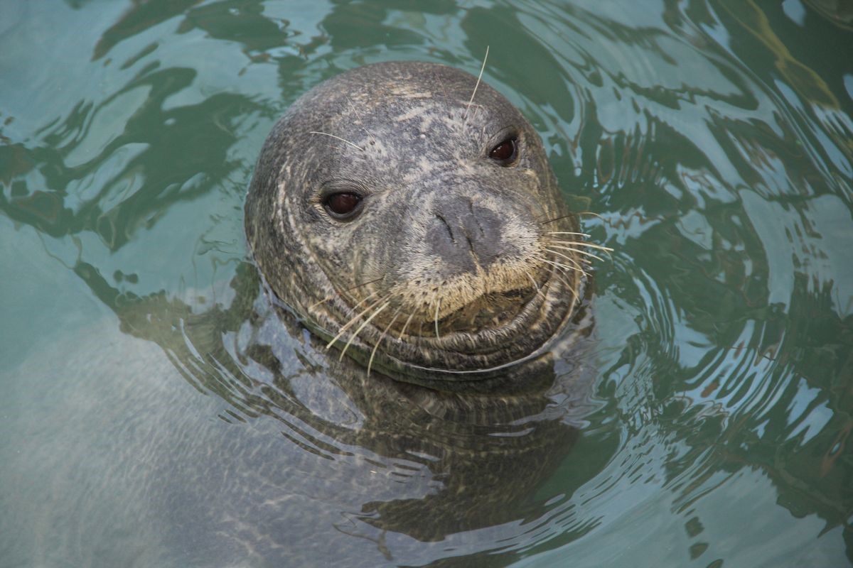 Nesli tükenme tehlikesi altında olan Akdeniz Foku Kuşadası’na misafir oldu