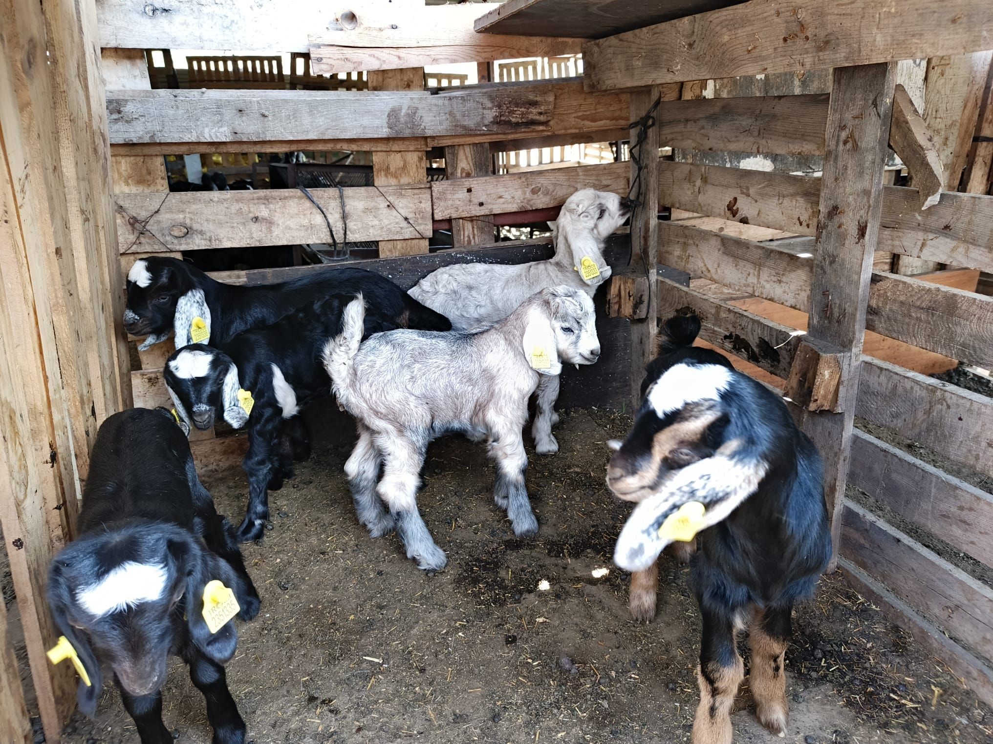 Küçükbaş hayvanlar aşılandı