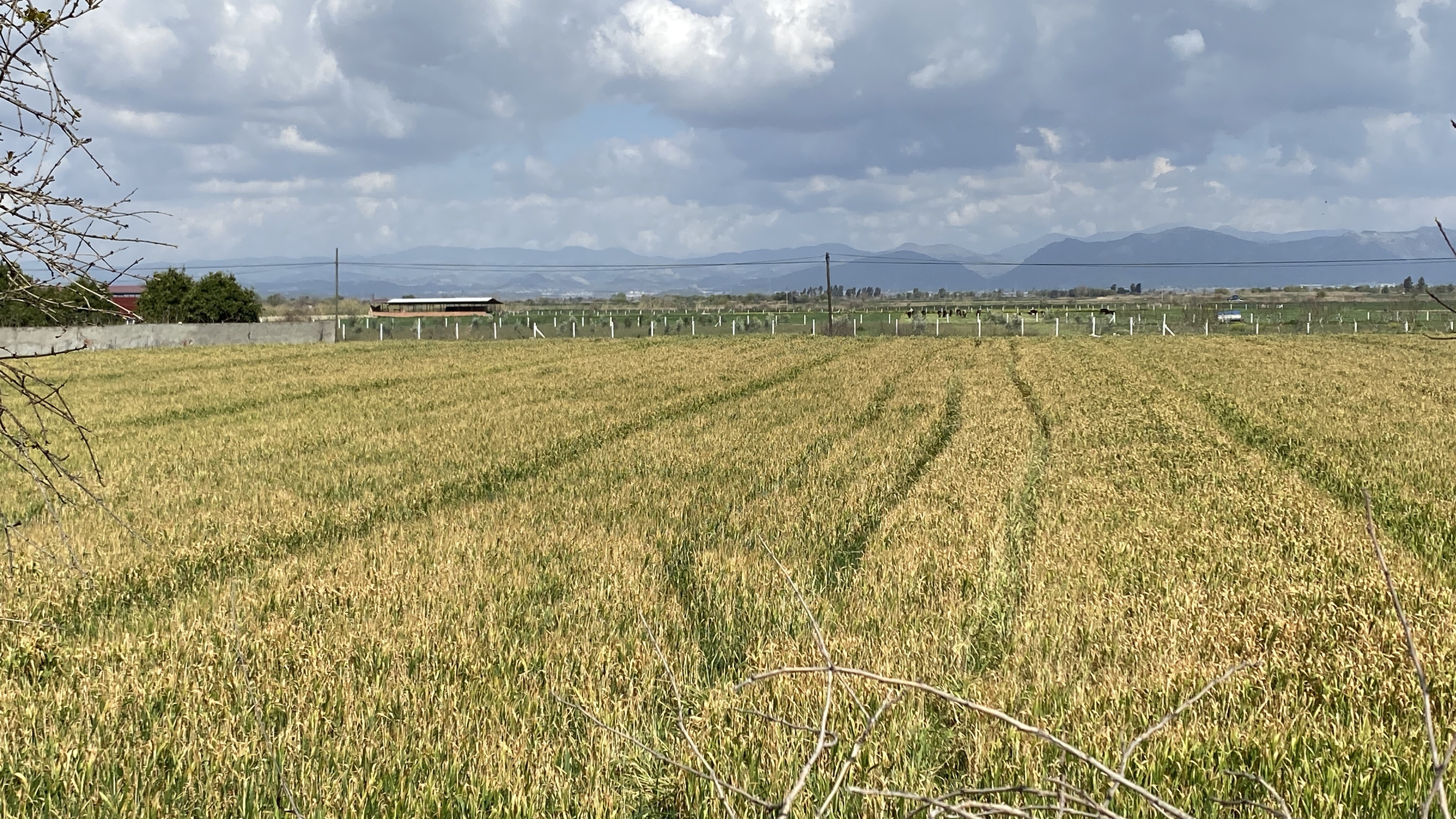 Aydın'da ekinler kuraklık nedeniyle boy vermeden sararmaya başladı