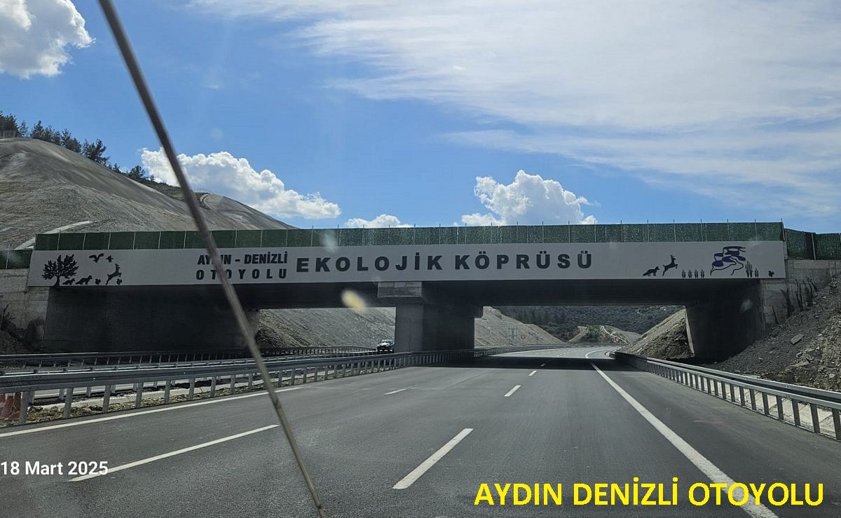 Güney Ege turizm karayolu yaban hayatını tehdit ediyor