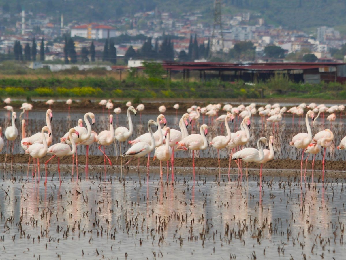 Aydın’da flamingolar suların kapladığı tarlalara indi