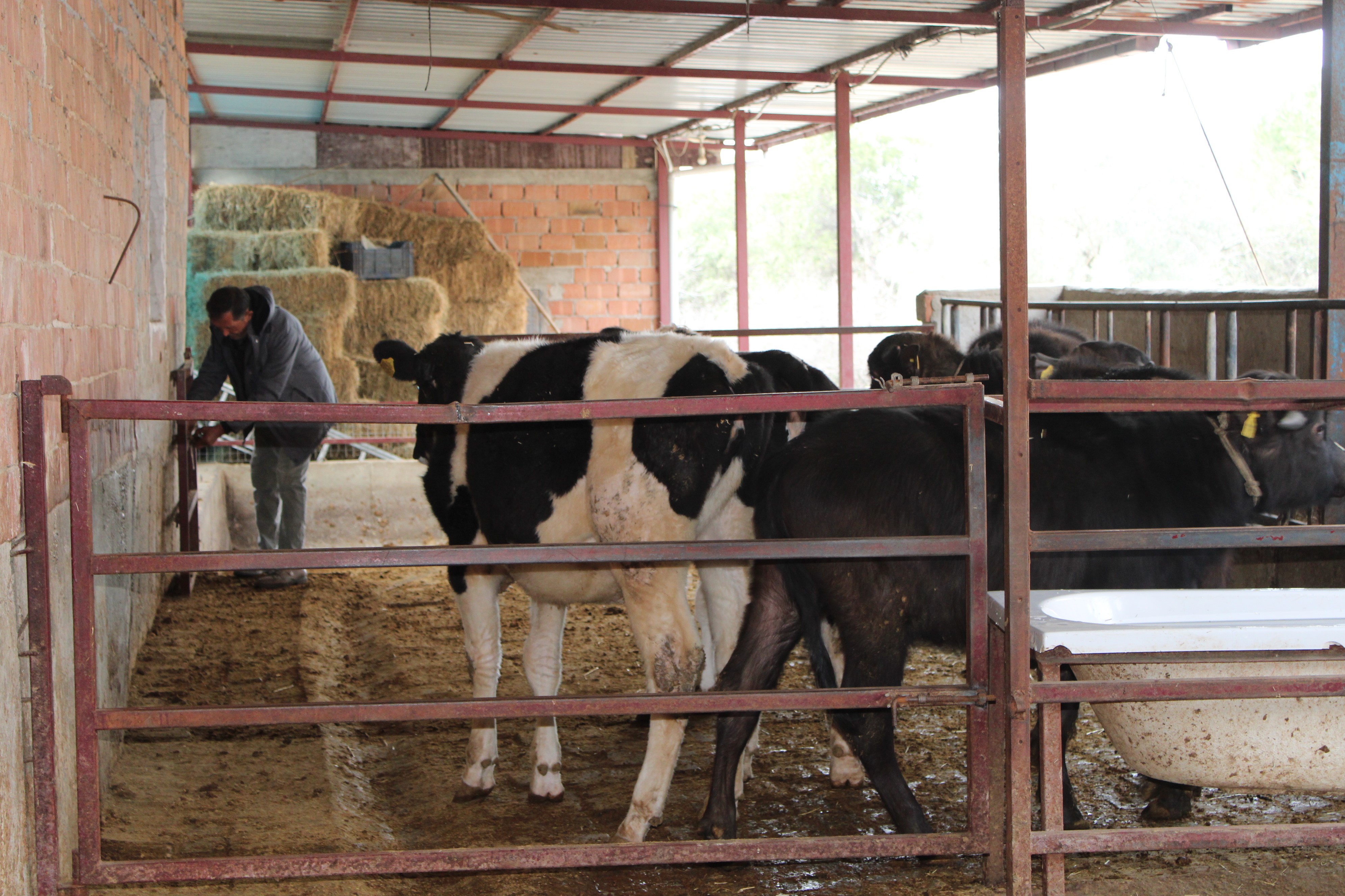 Kaymak talebi çok, yeterli manda yok