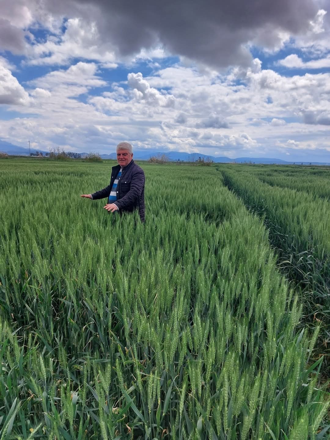 Yağışlar buğdaya can suyu oldu, Söke Ovası'nda yüzler güldü