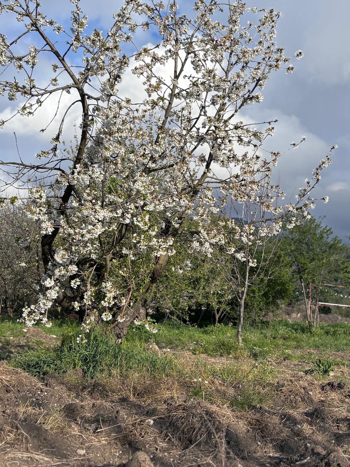 Kiraz ağaçları çiçek açtı