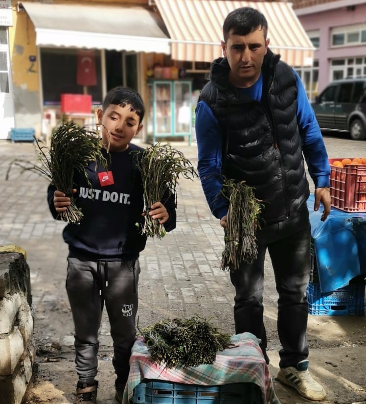 Aydın'da kendiliğinden yetişen bu otlar garibanın cüzdanını zenginin sofralarını süslüyor