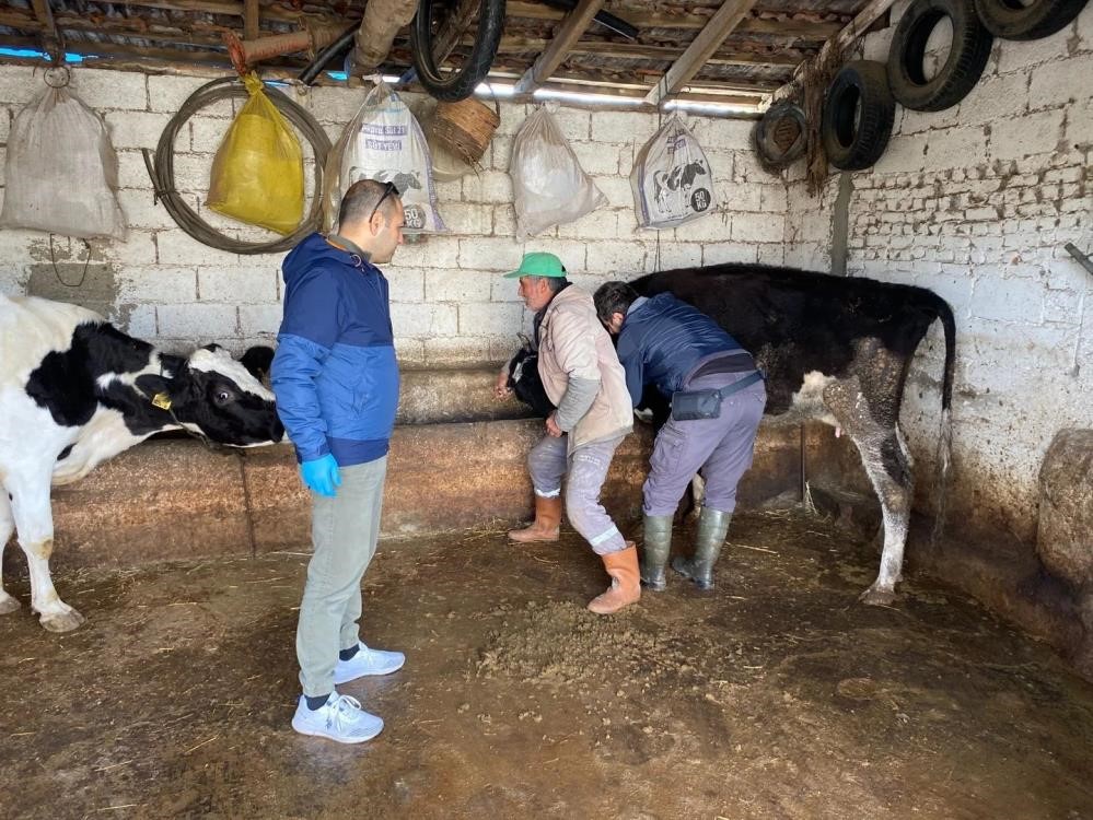 Aydın’da hayvan sağlığı çalışmaları sürüyor