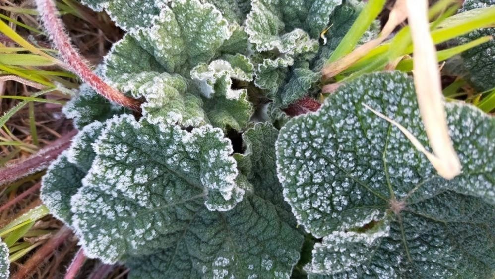 Aydın'da zirai don bekleniyor