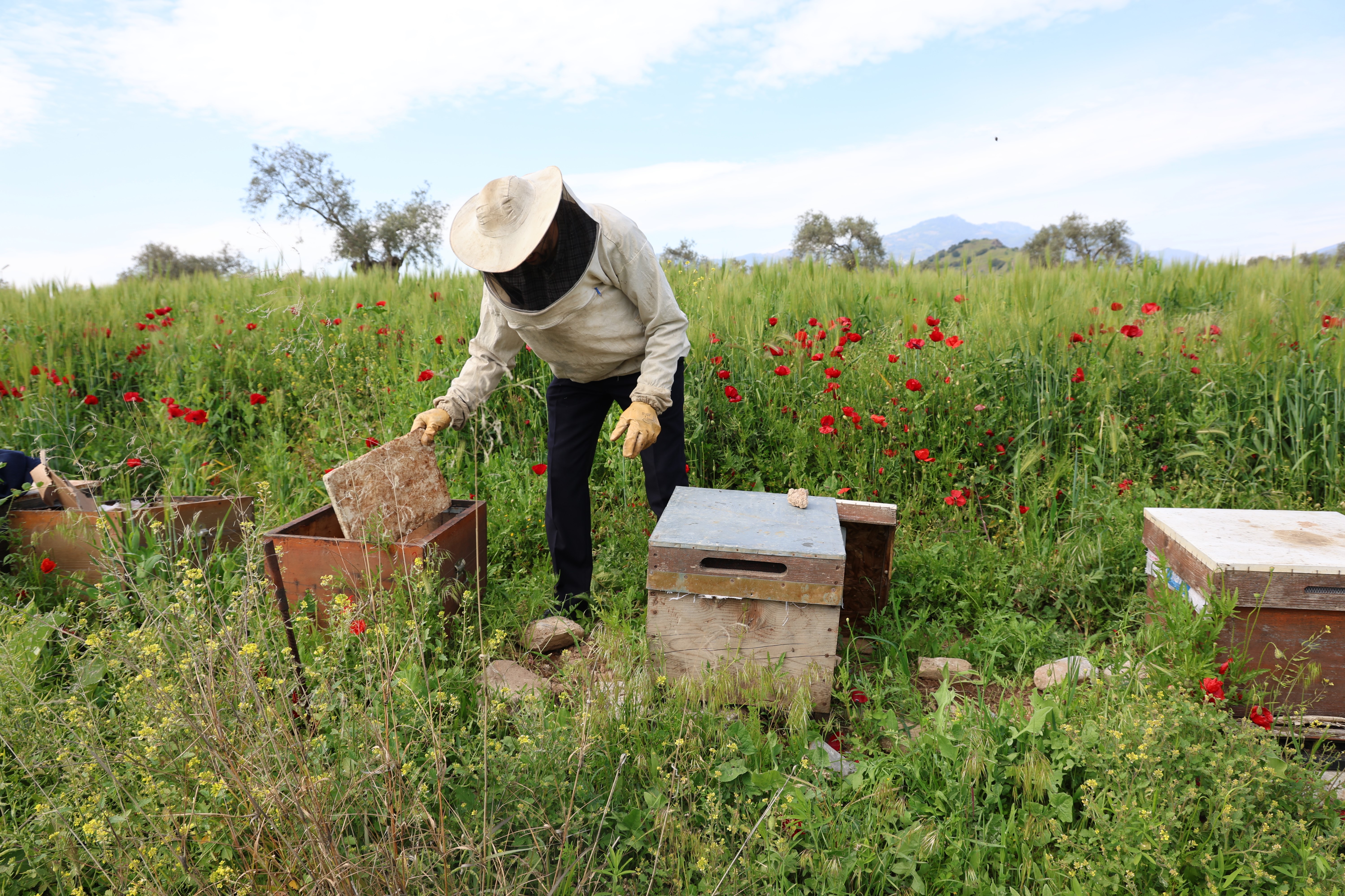 Son yılların en soğuk Nisan ayının yaşandığı Aydın'da arılar telef olmaya başladı