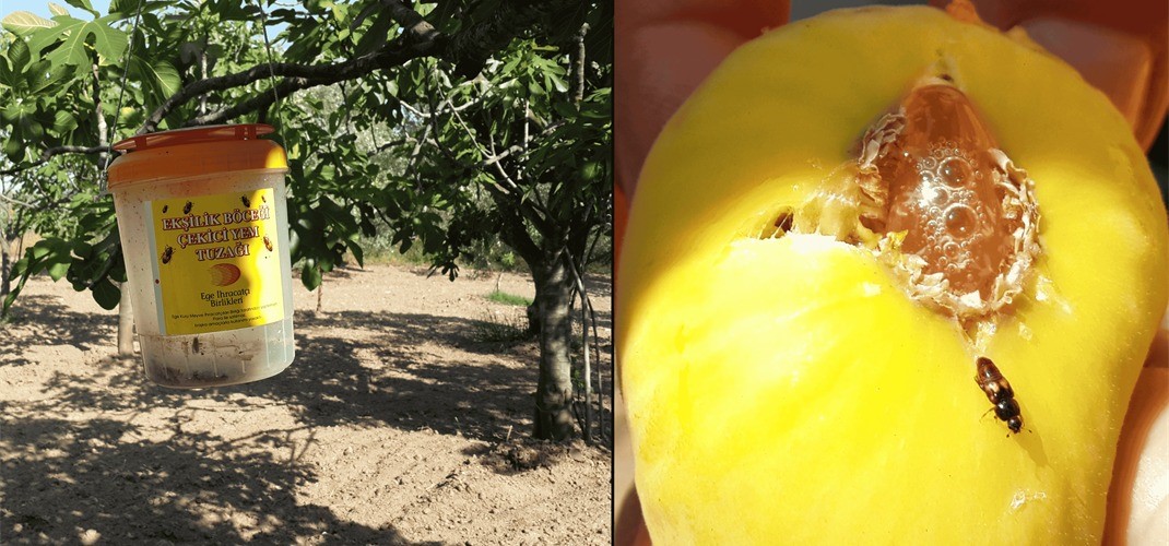 Ekşilik böceği için tuzak asımı dönemi başladı