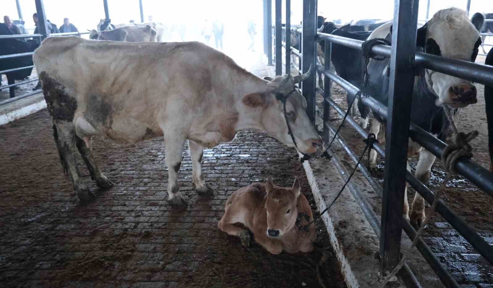 Aydın'da şap karantinası, hayvan pazarı kapatıldı