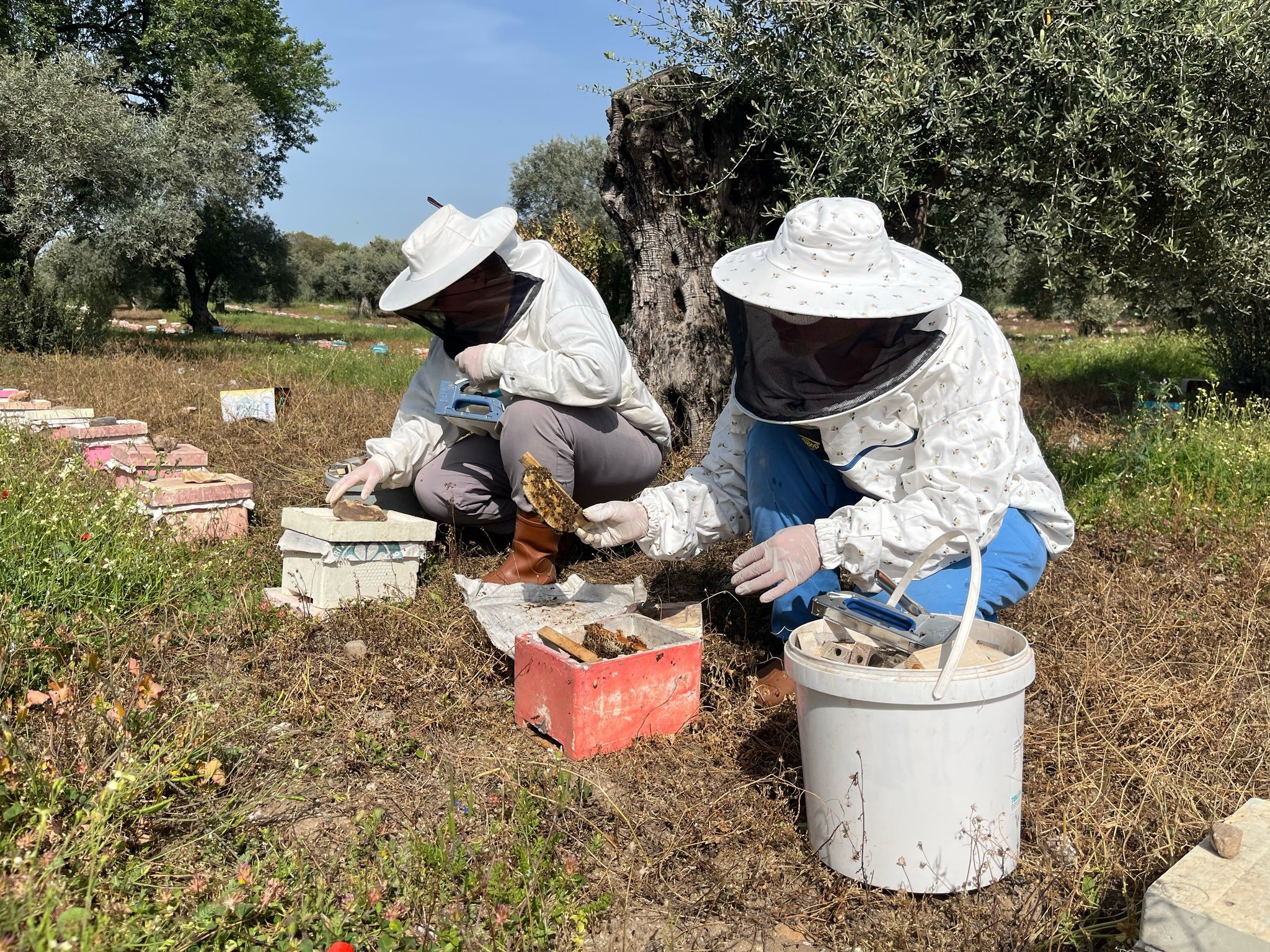 El ele veren gelin-görümce ülkenin ana arı ihtiyacını karşılıyor