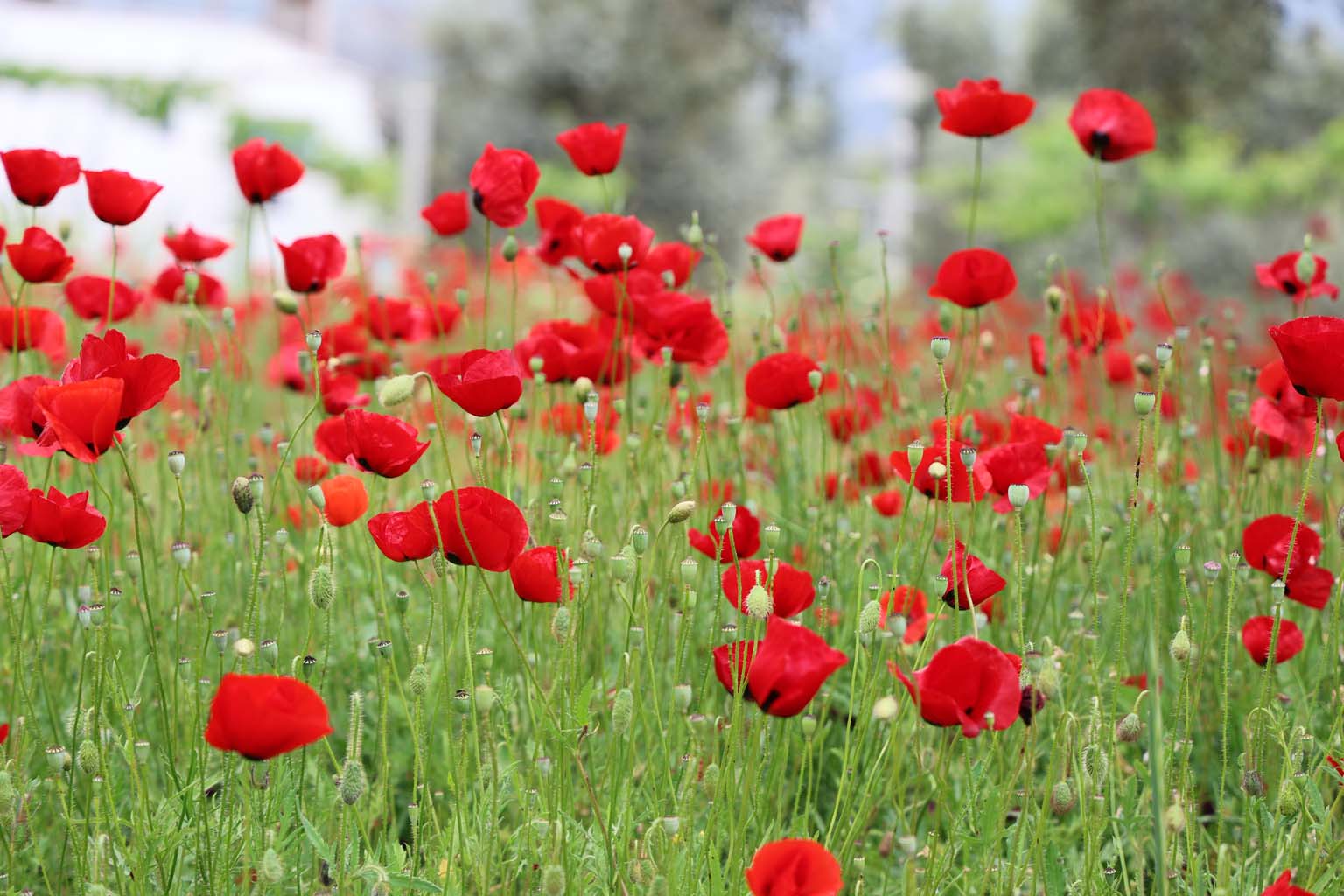Aydın'da gelincikler görsel şölen sunuyor