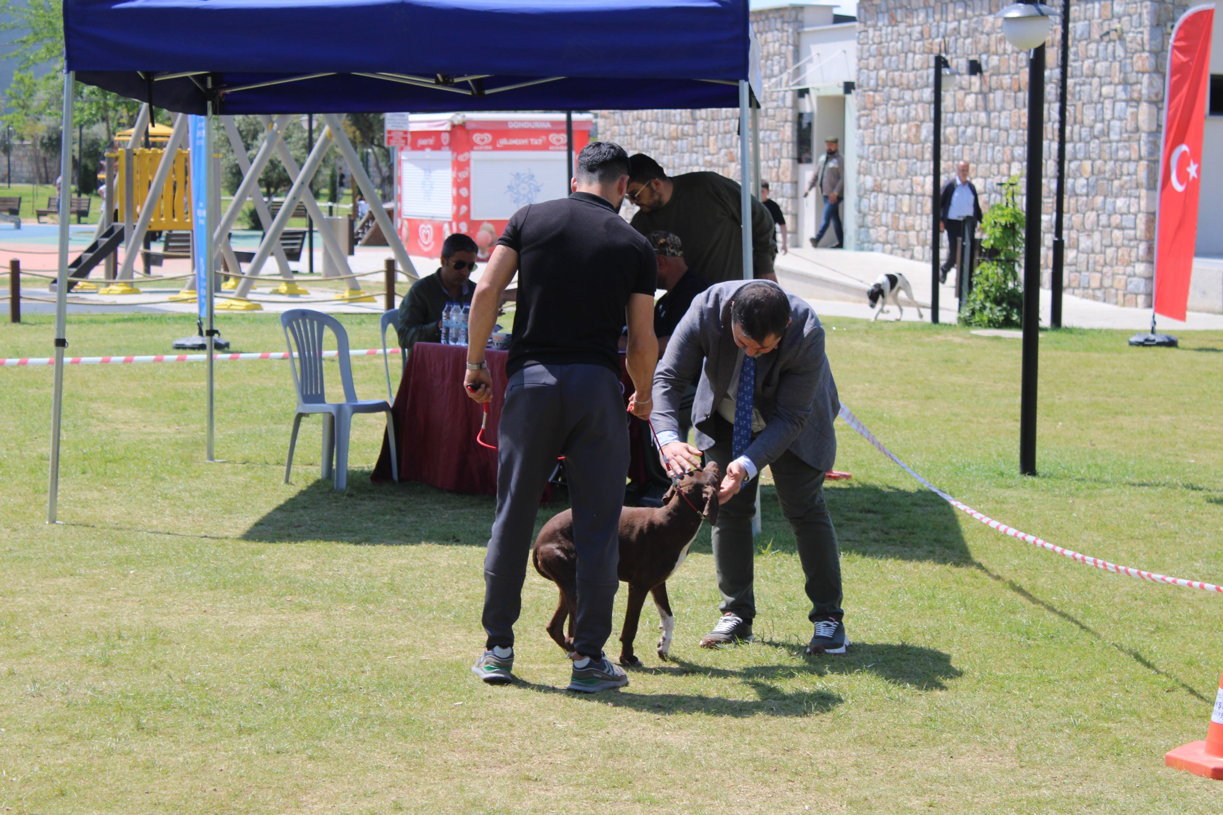 Aydın’da köpekler podyuma çıktı