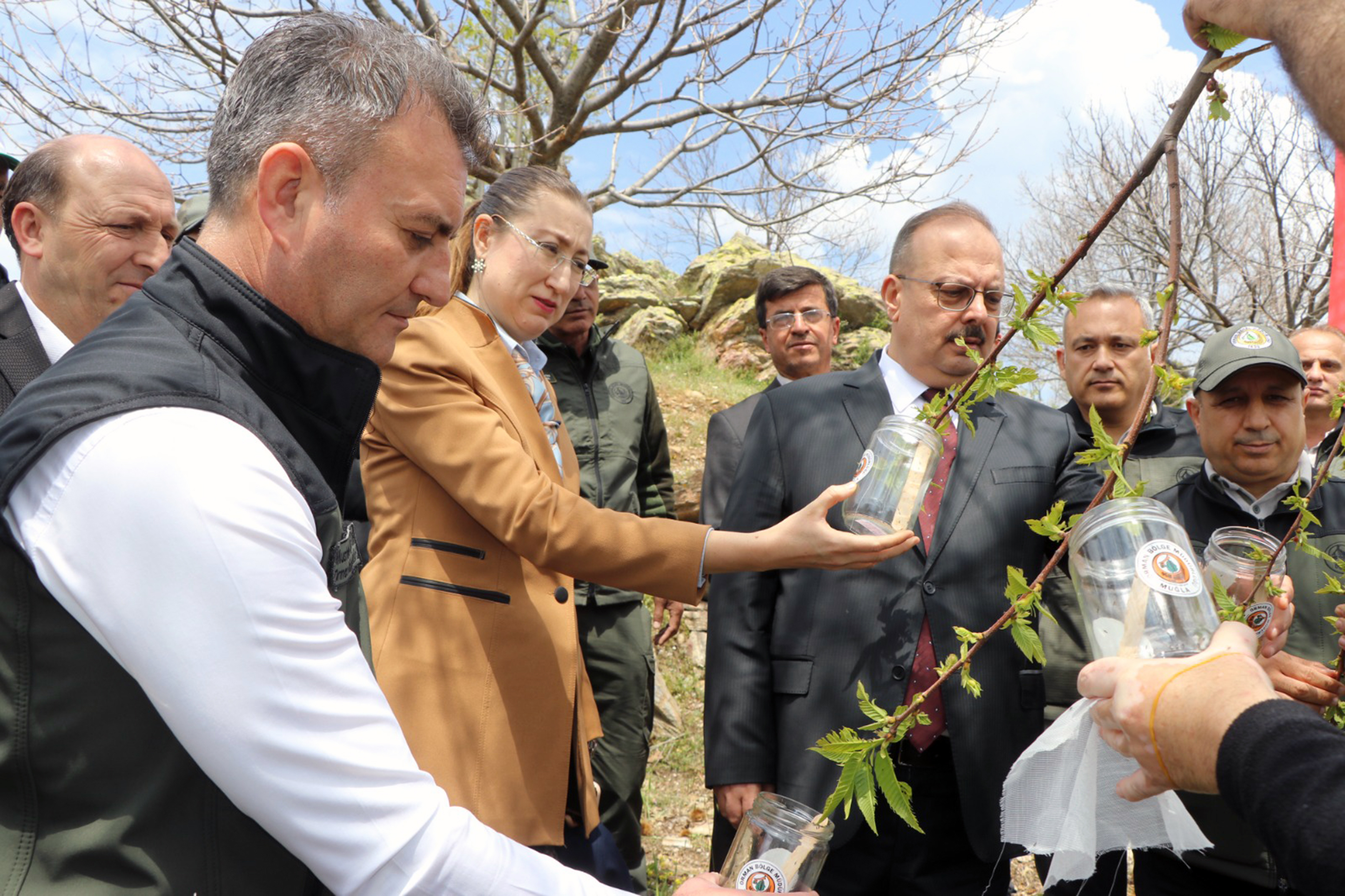Aydın'da kestane zararlısına karşı biyolojik mücadele