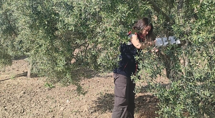 Zeytinliklerde hastalık ve zararlı denetimi yapıldı