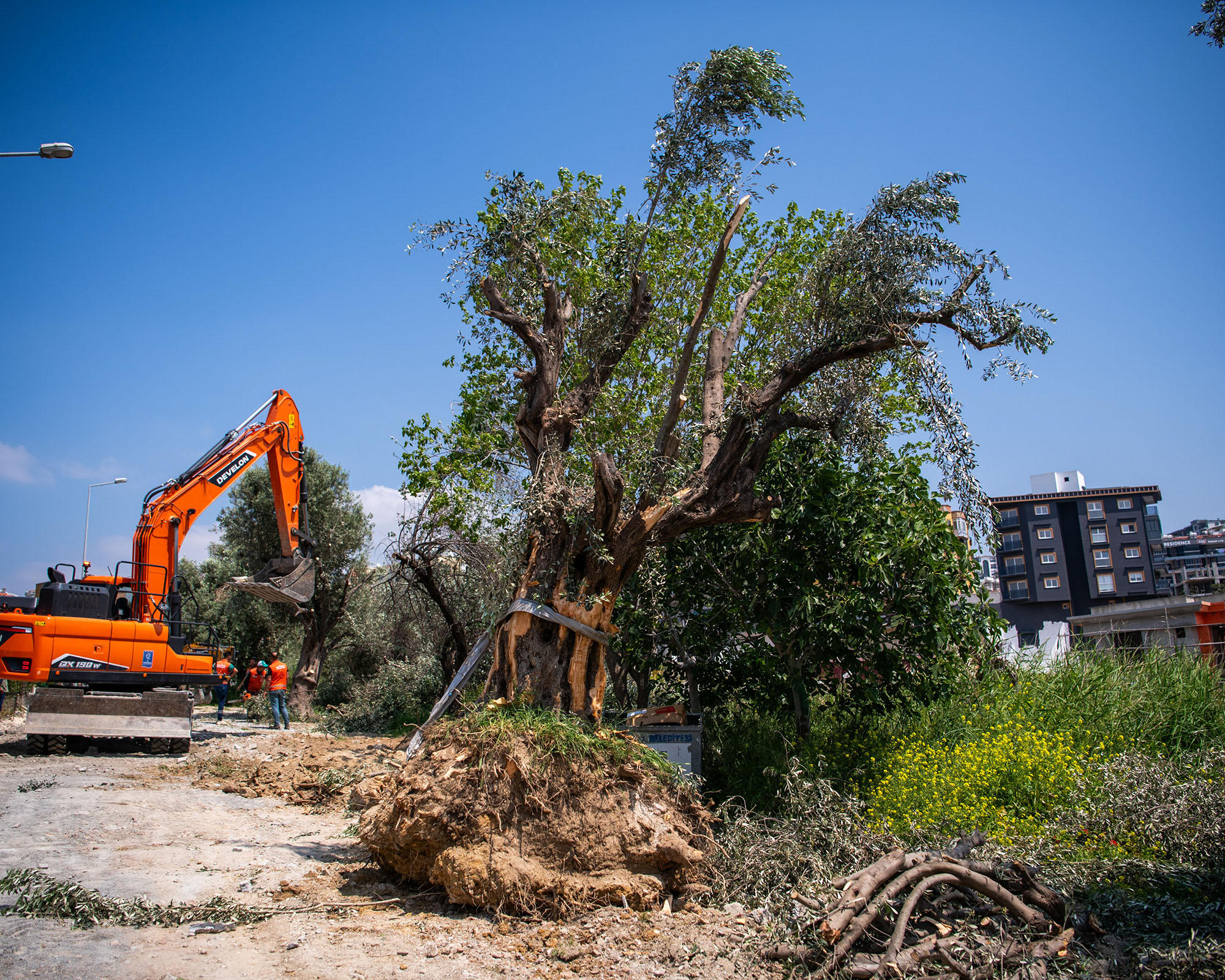 Kuşadası’nda 1137 ağaç yer değiştirdi(!)