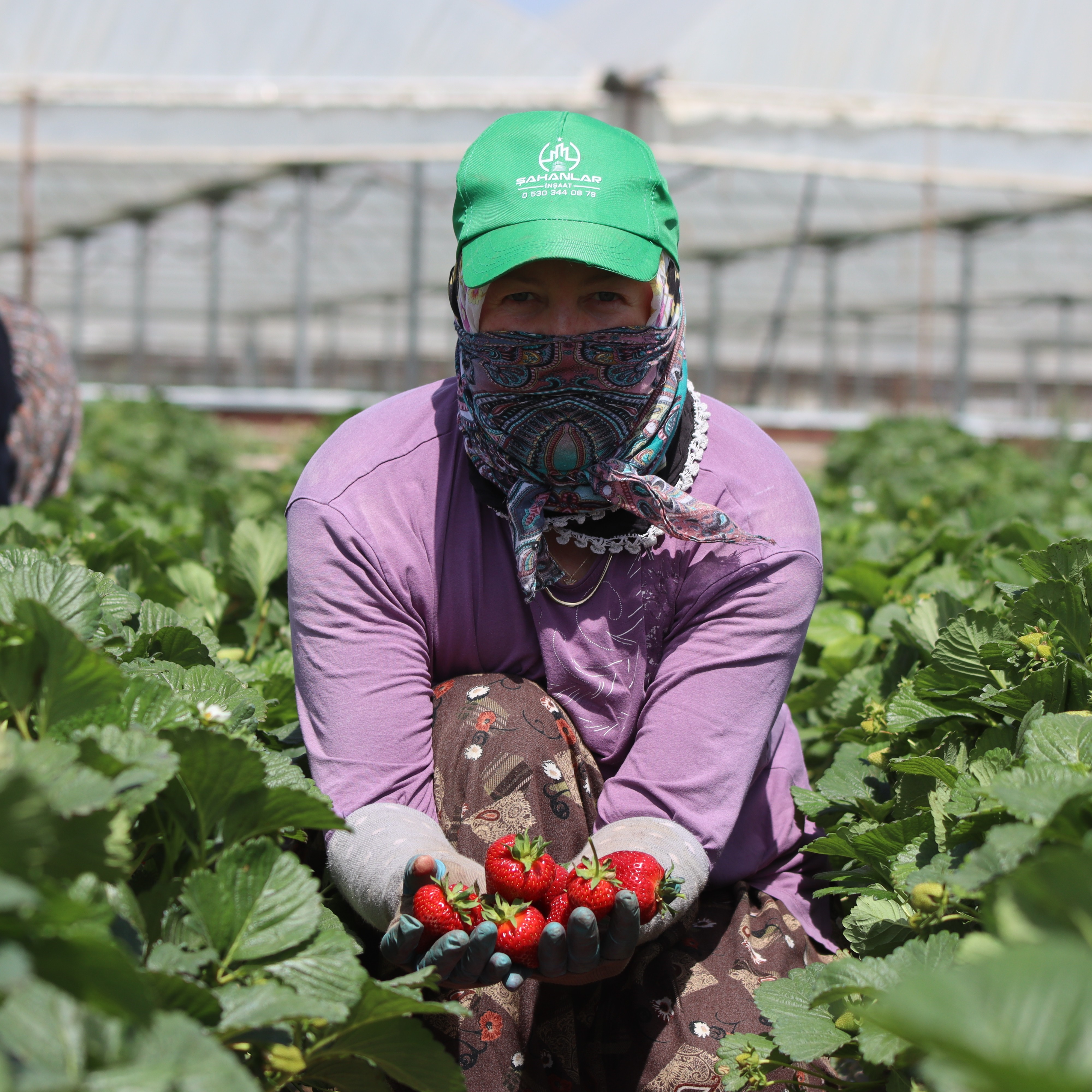 Mis kokulu çilek bahçelerinde hasat heyecanı