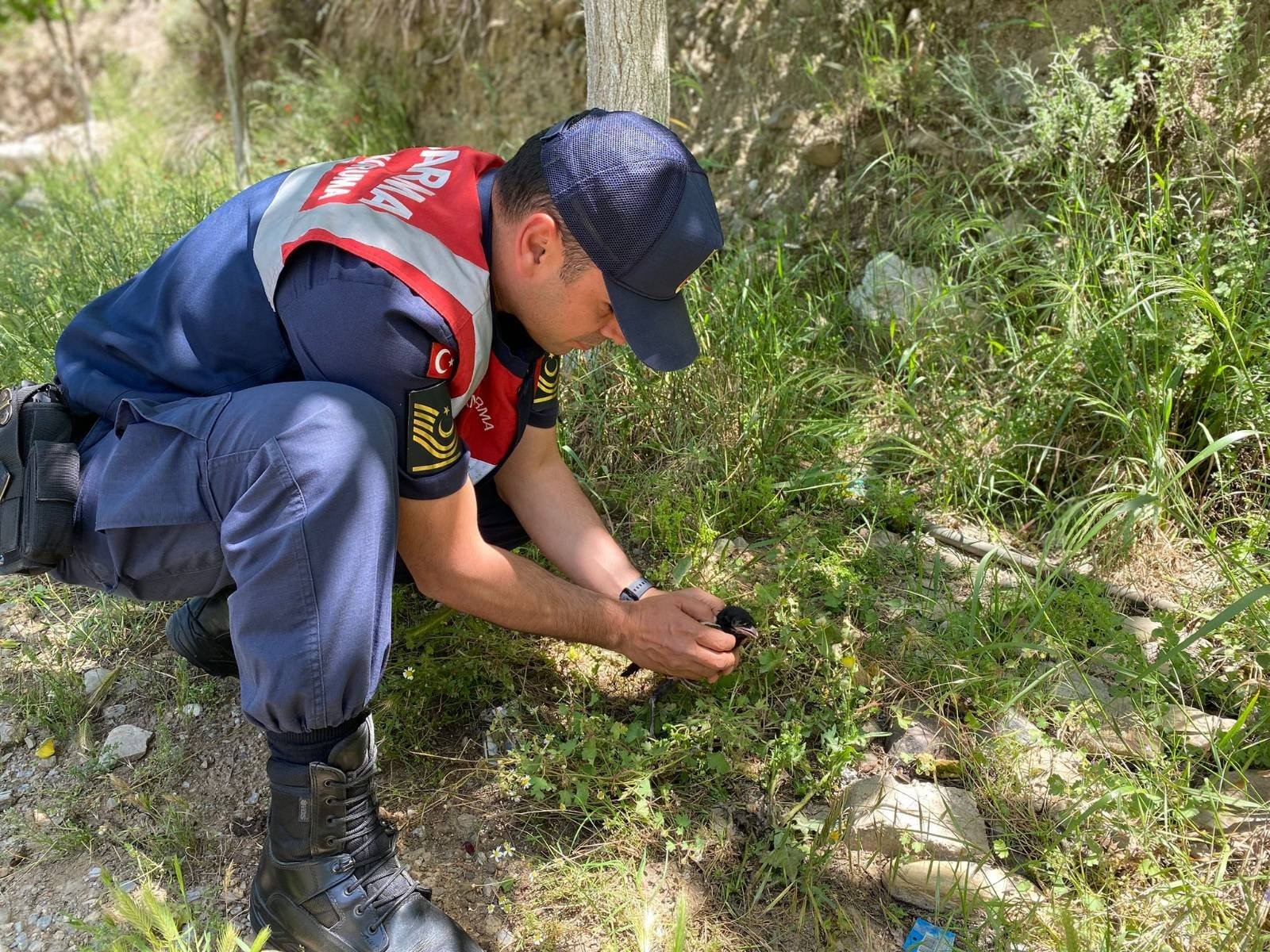 Yavru kargaya jandarma şefkati