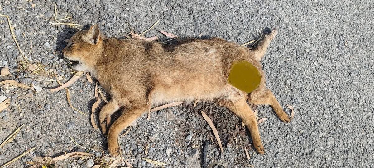 Başkan Sürücü: Çok nadir ve önemli bir türü daha kaybettik