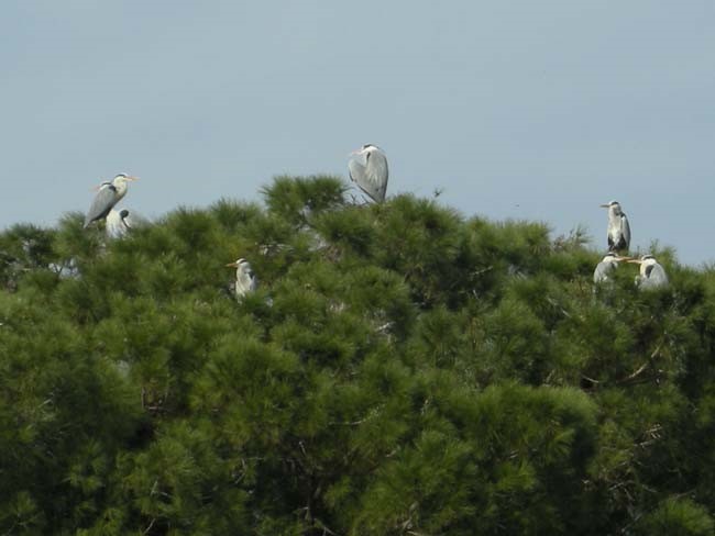 Yenipazar’a gelen gri balıkçıl kuşlar araştırma konusu oldu