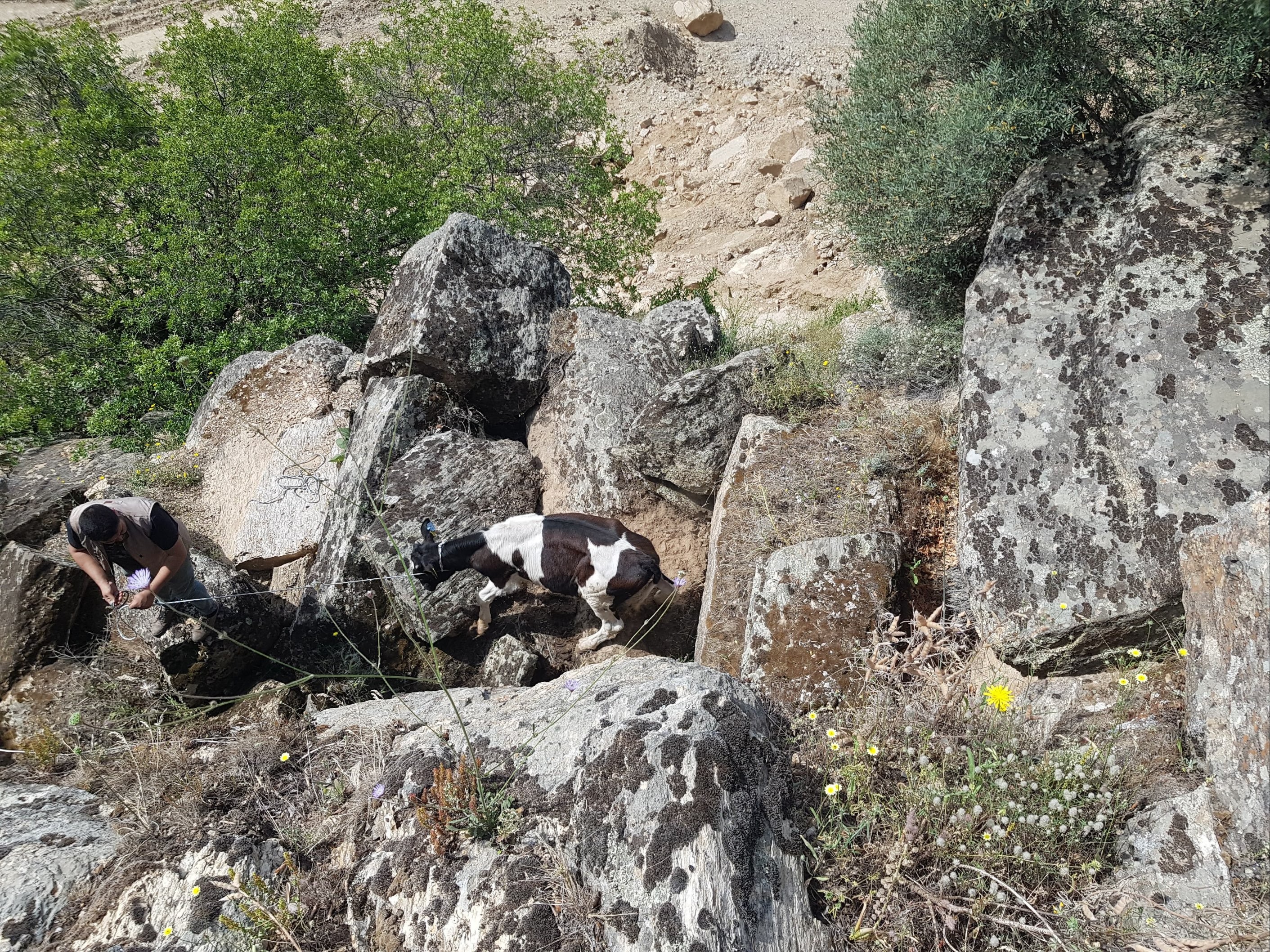 Kaybolan inekler uçurumda bulundu