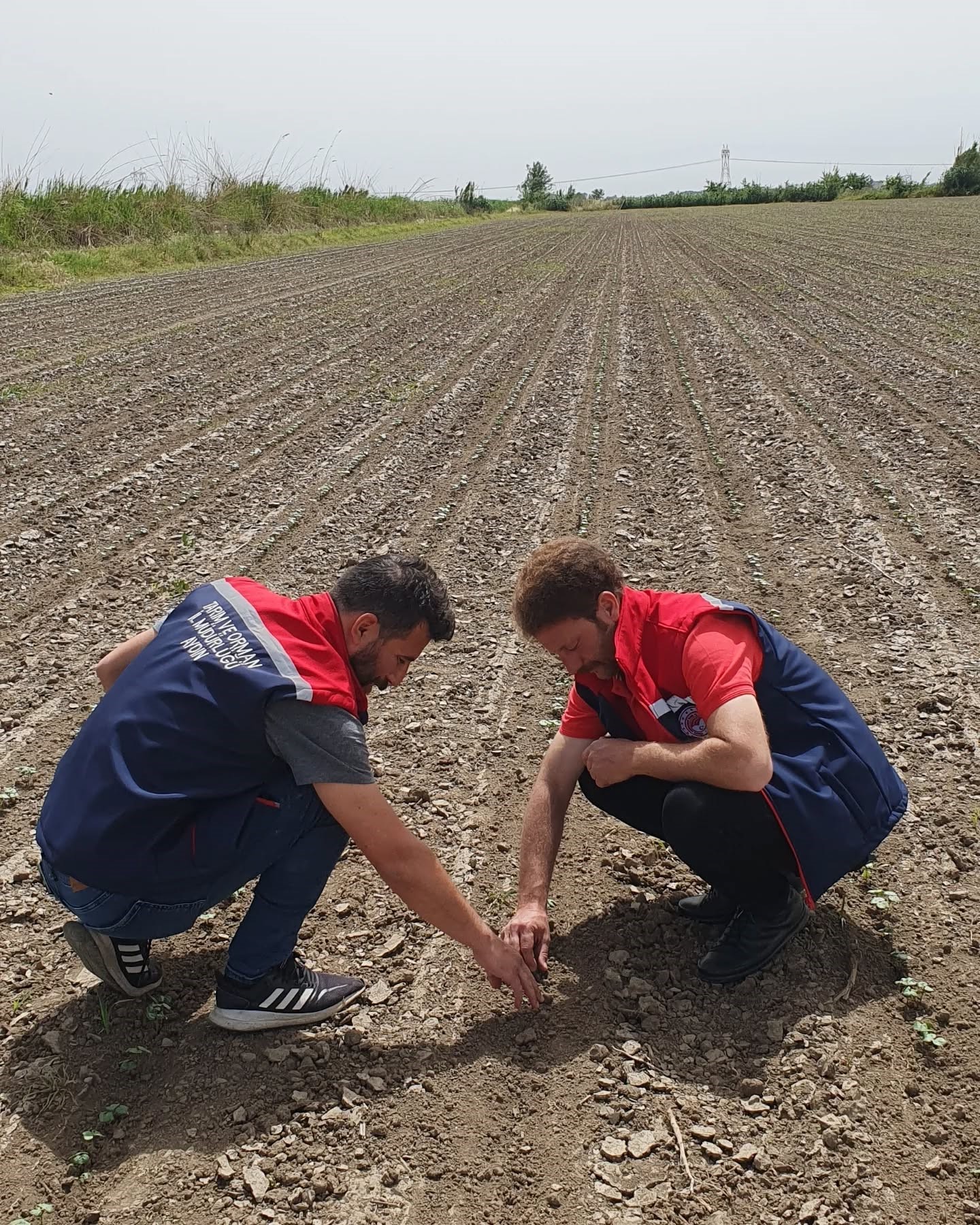 Pamuk üreticilerine 