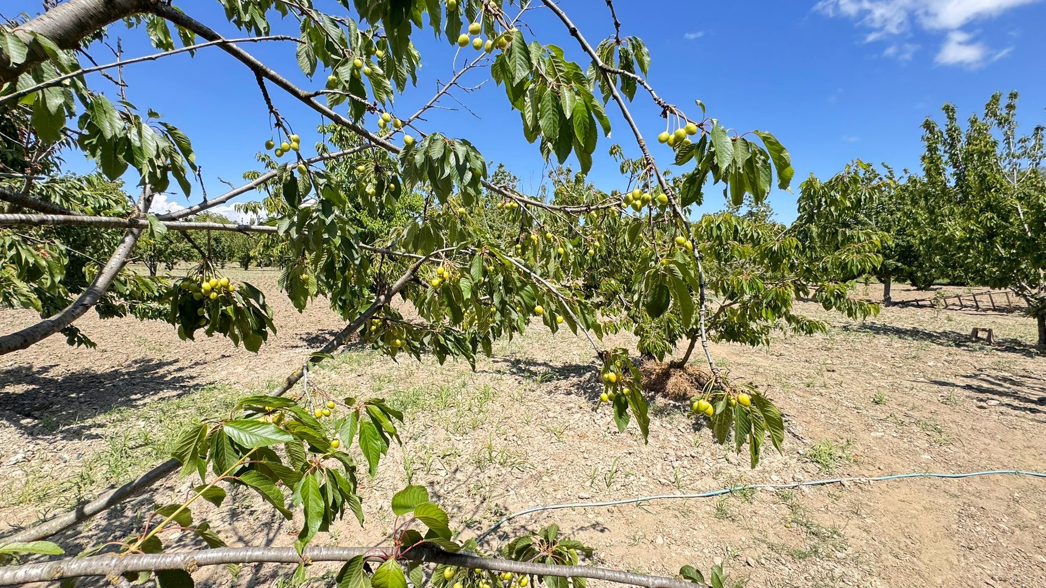 Soğuk hava kiraz hasadını vurdu